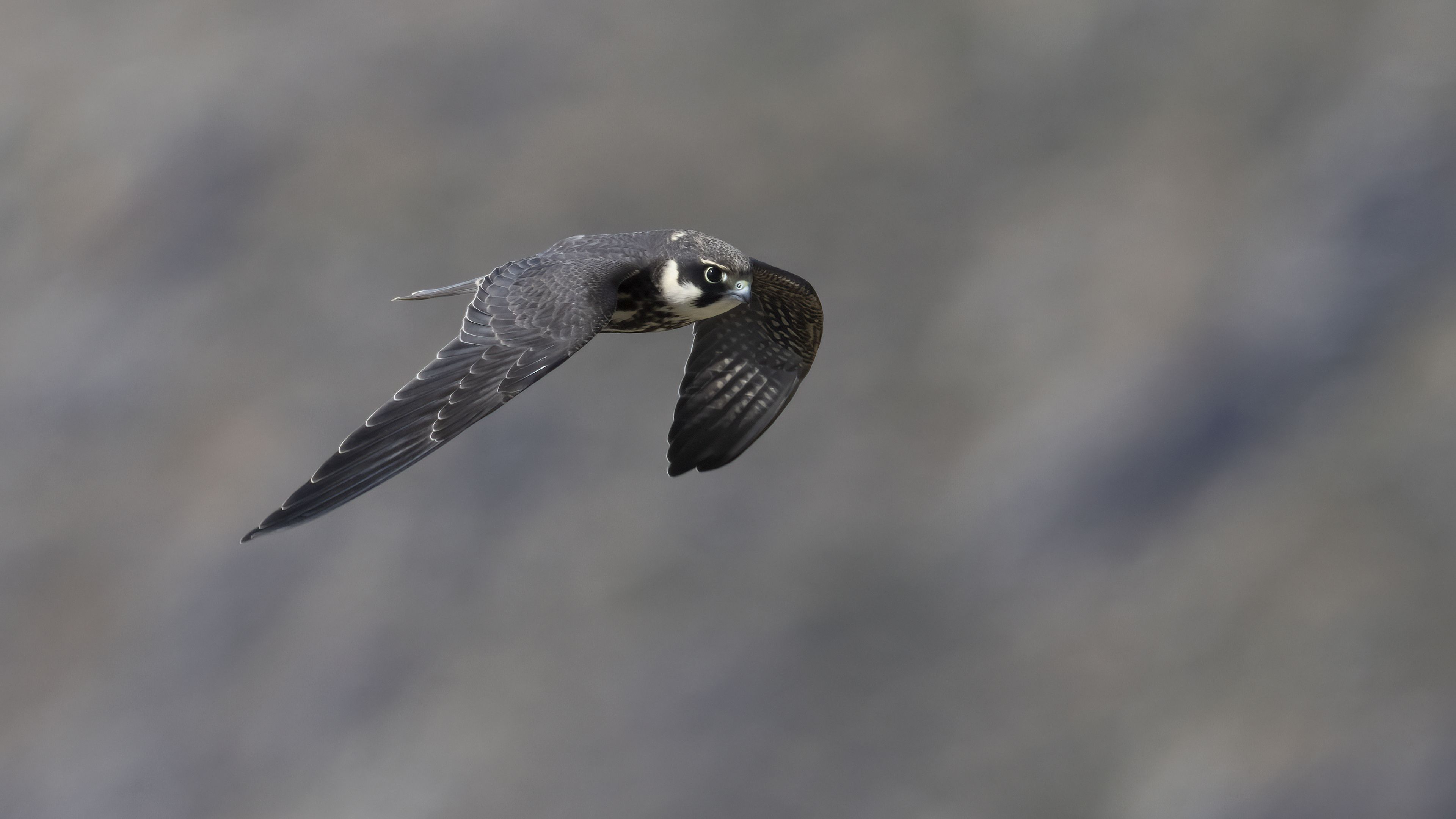 Lodolaio in volo