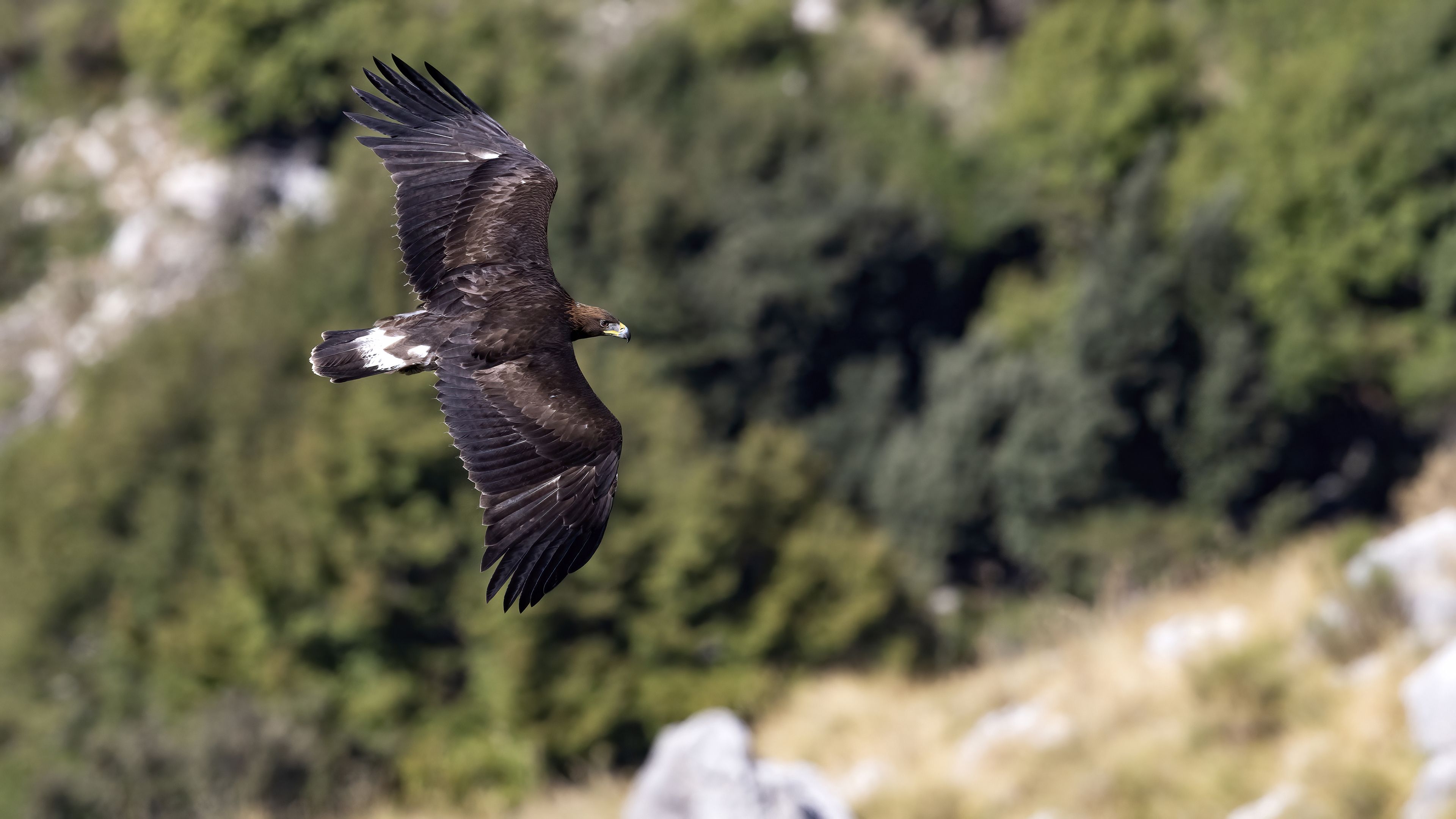 Giovane aquila reale in volo