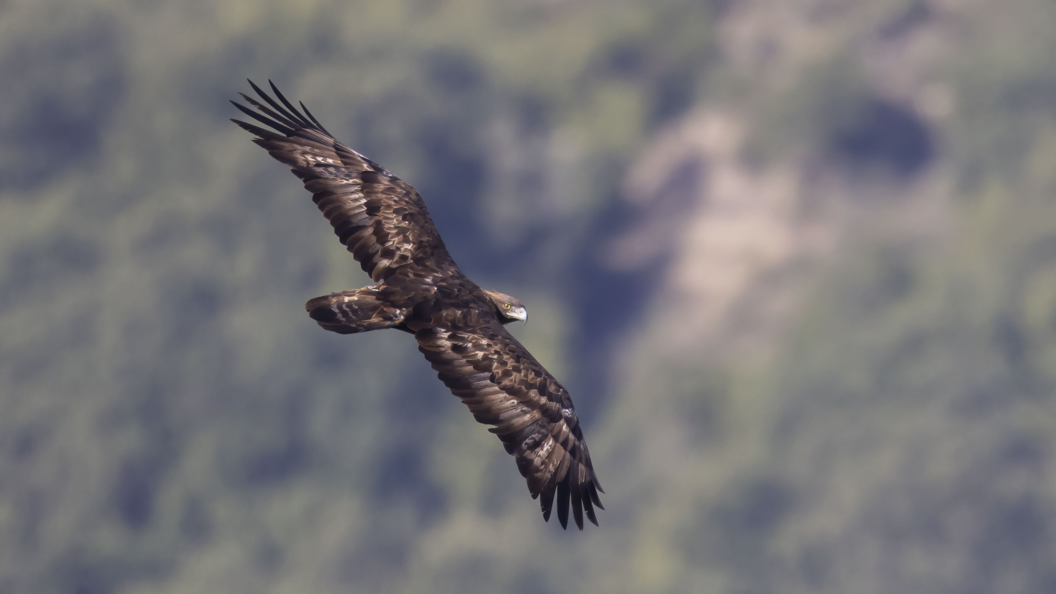 Aquila reale in volo