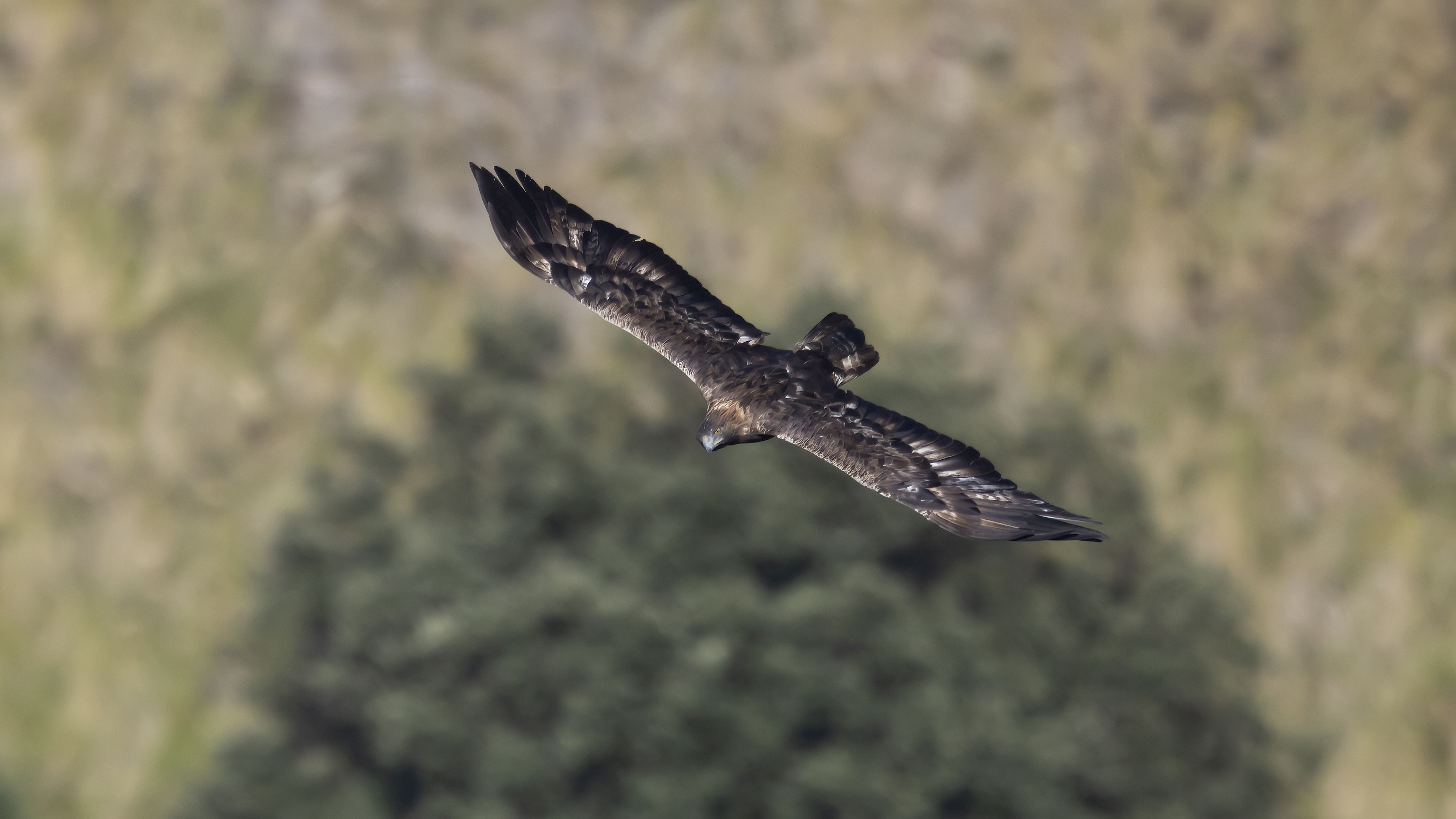 Aquila reale in volo