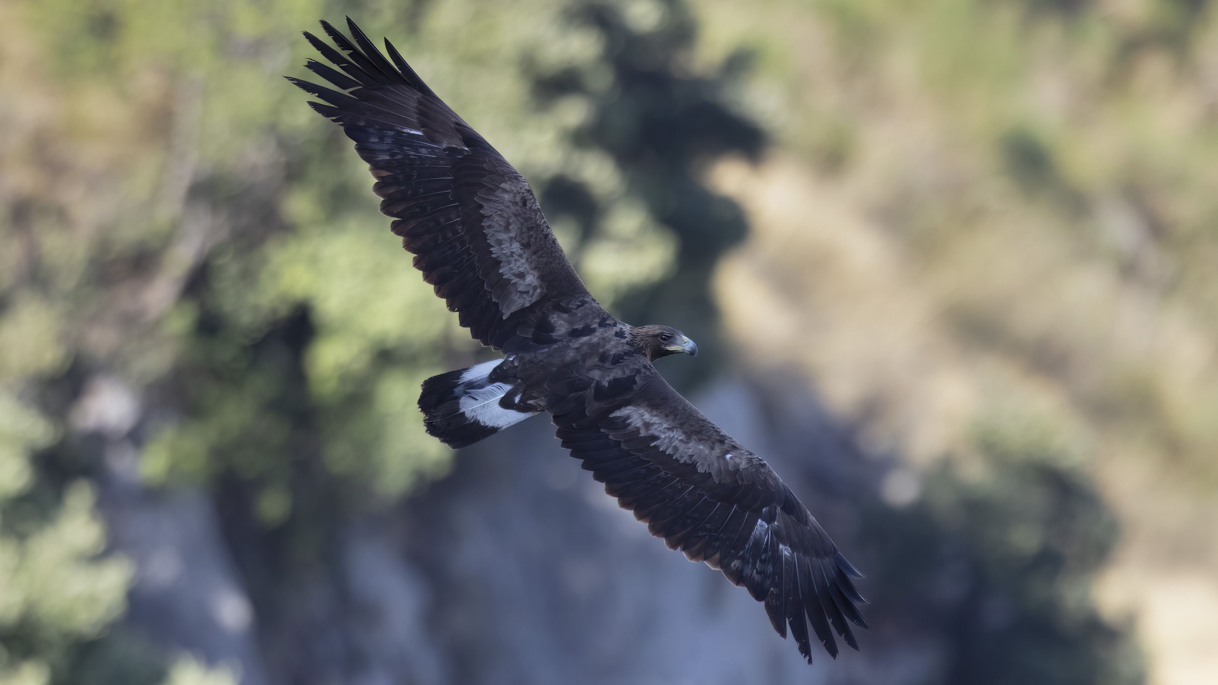 Aquila reale, subadulto in volo