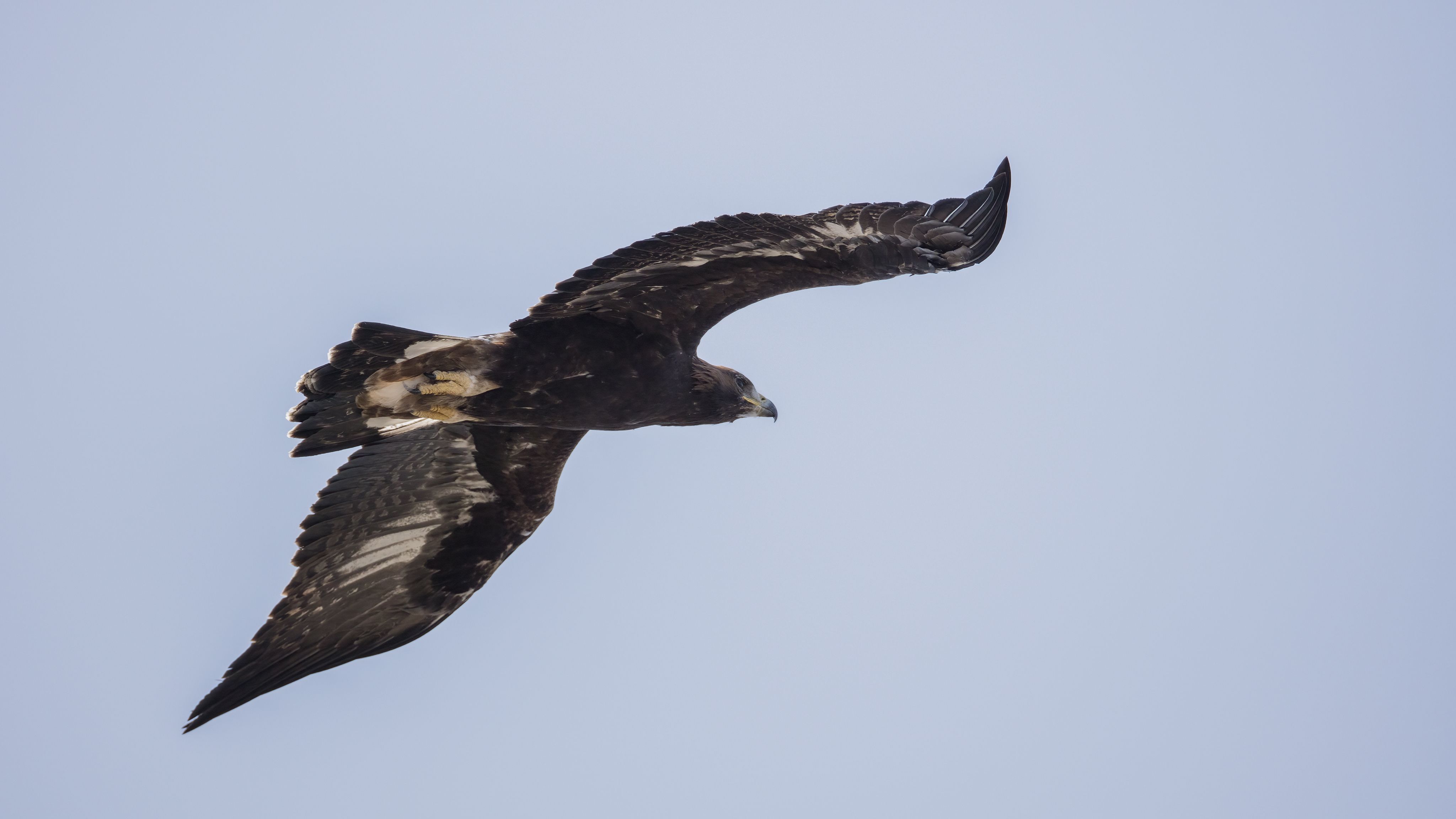 Aquila reale, subadulto in volo