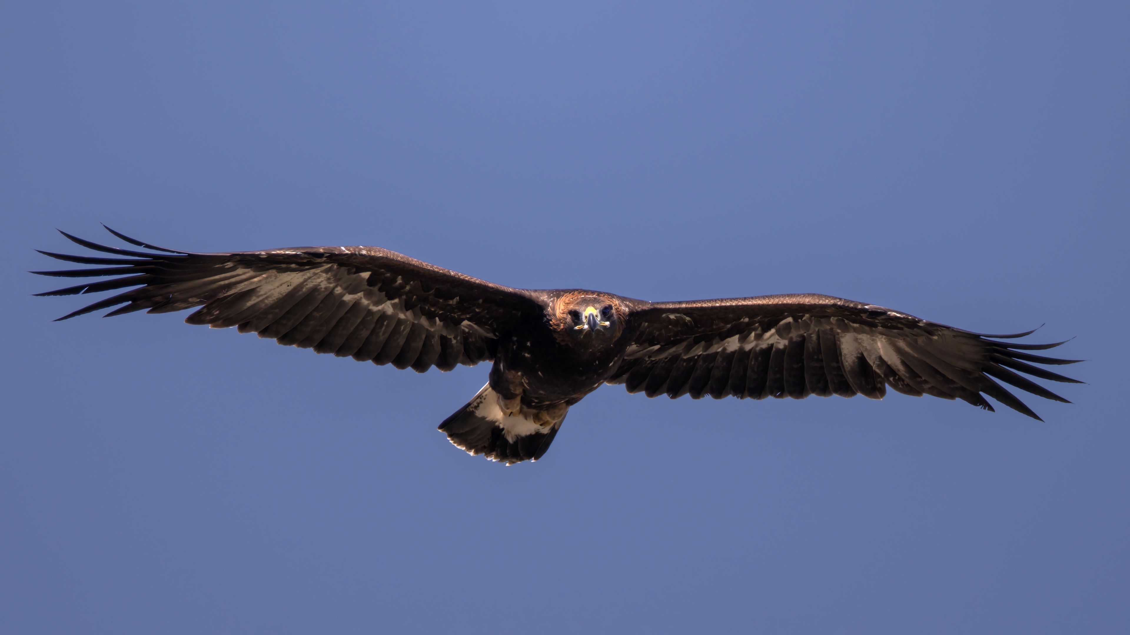 Aquila reale, subadulto in volo