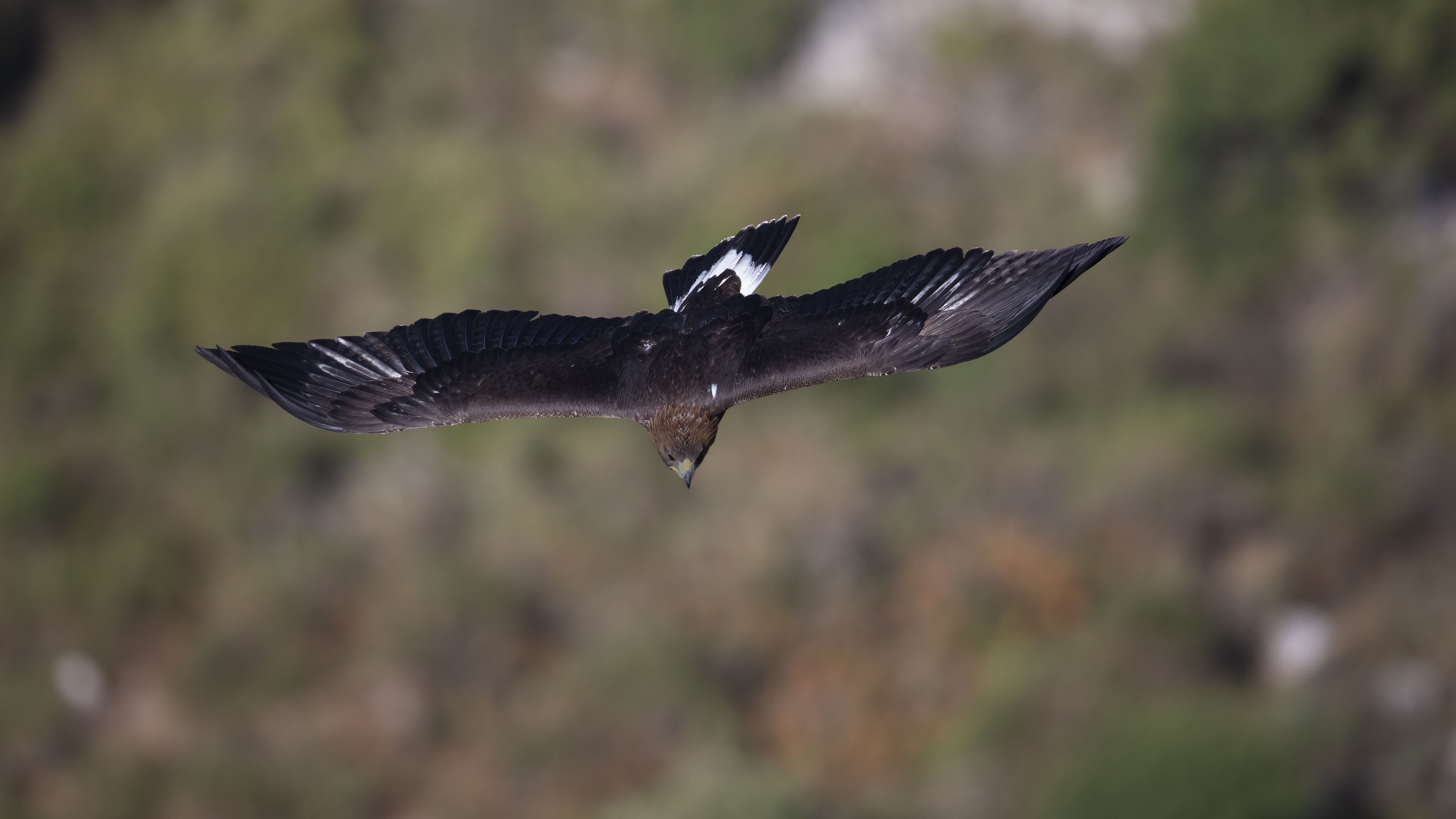 Aquila reale, subadulto in volo