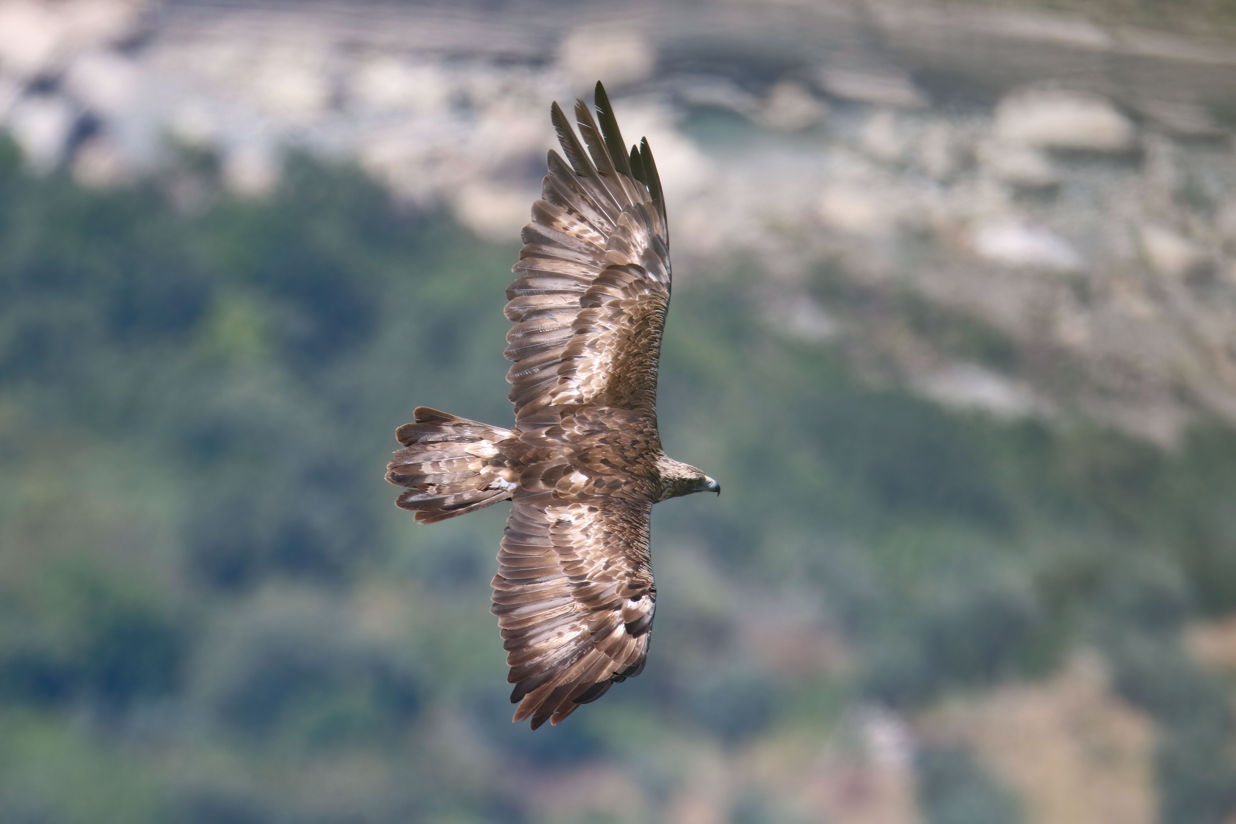 Aquila reale in volo, adulto, femmina in riproduzione