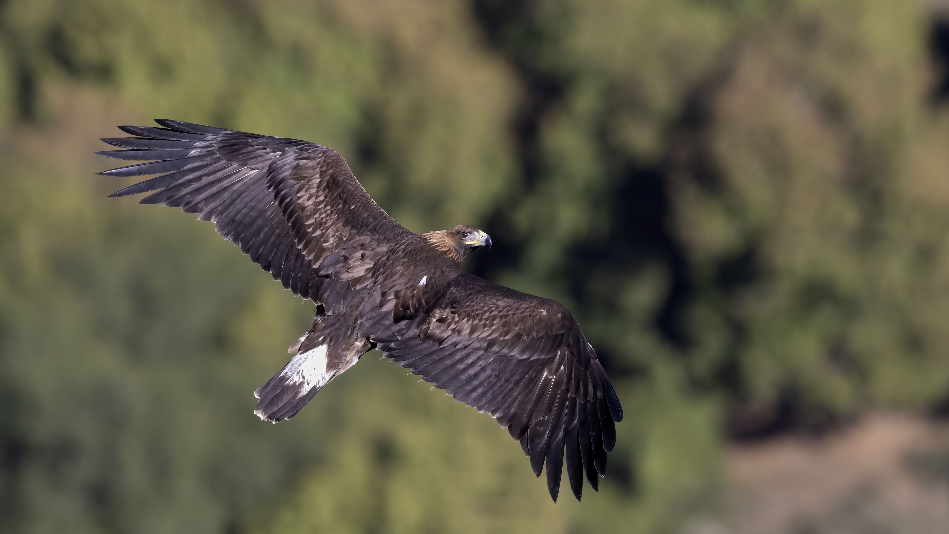 Aquila reale in volo