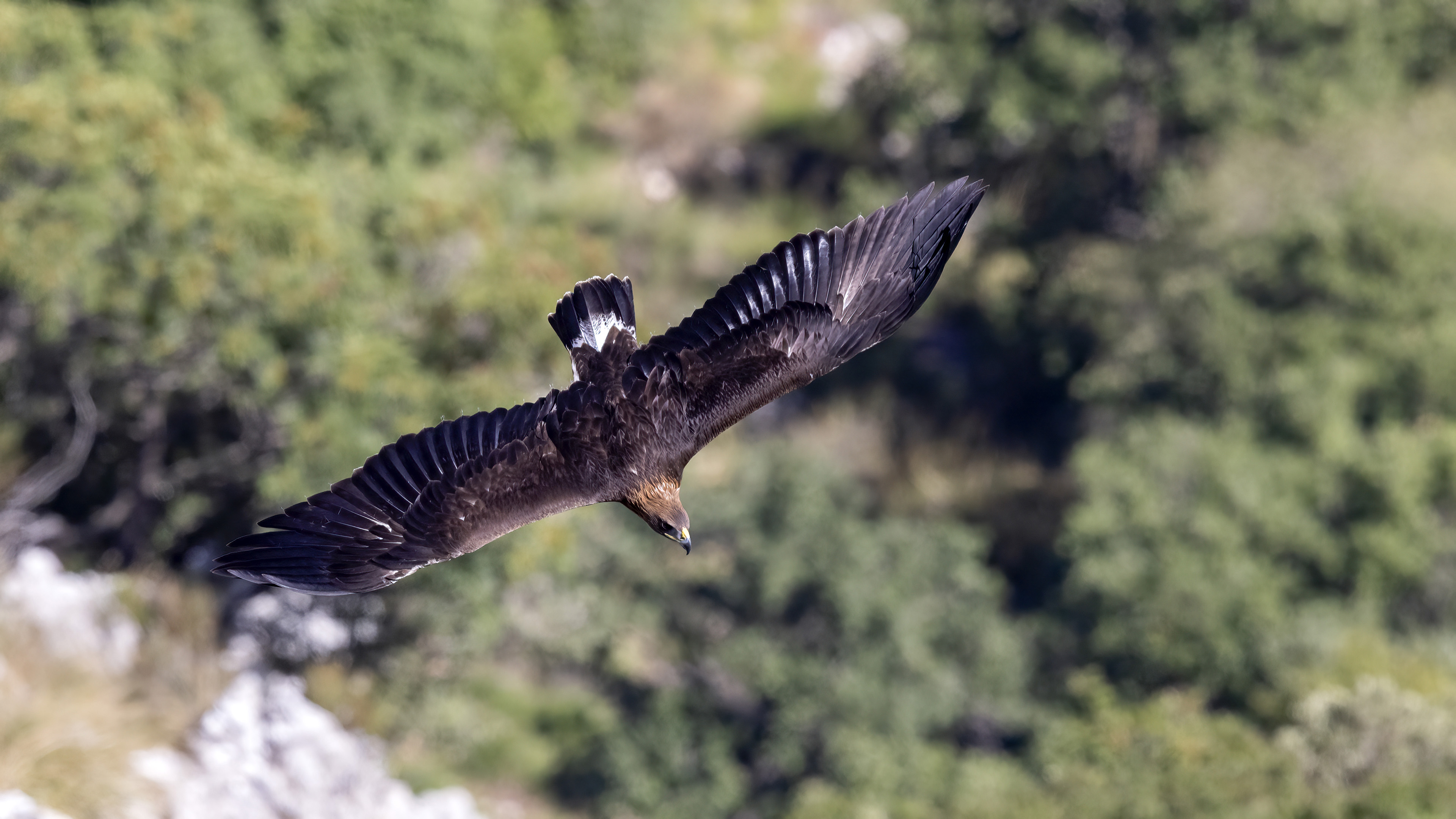 Aquila reale, giovane