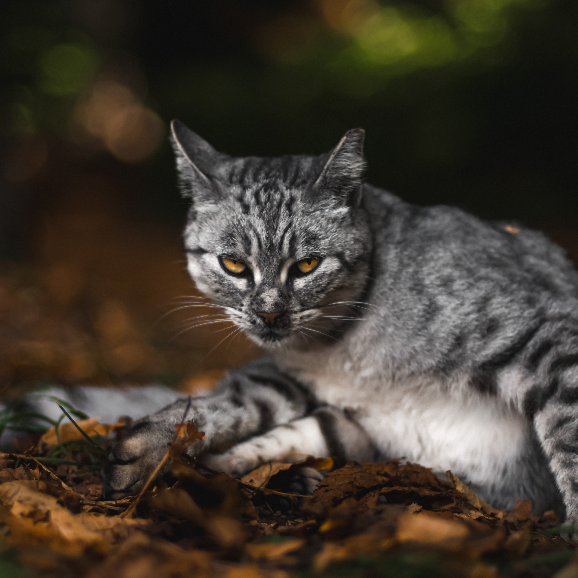 Gatto nel bosco