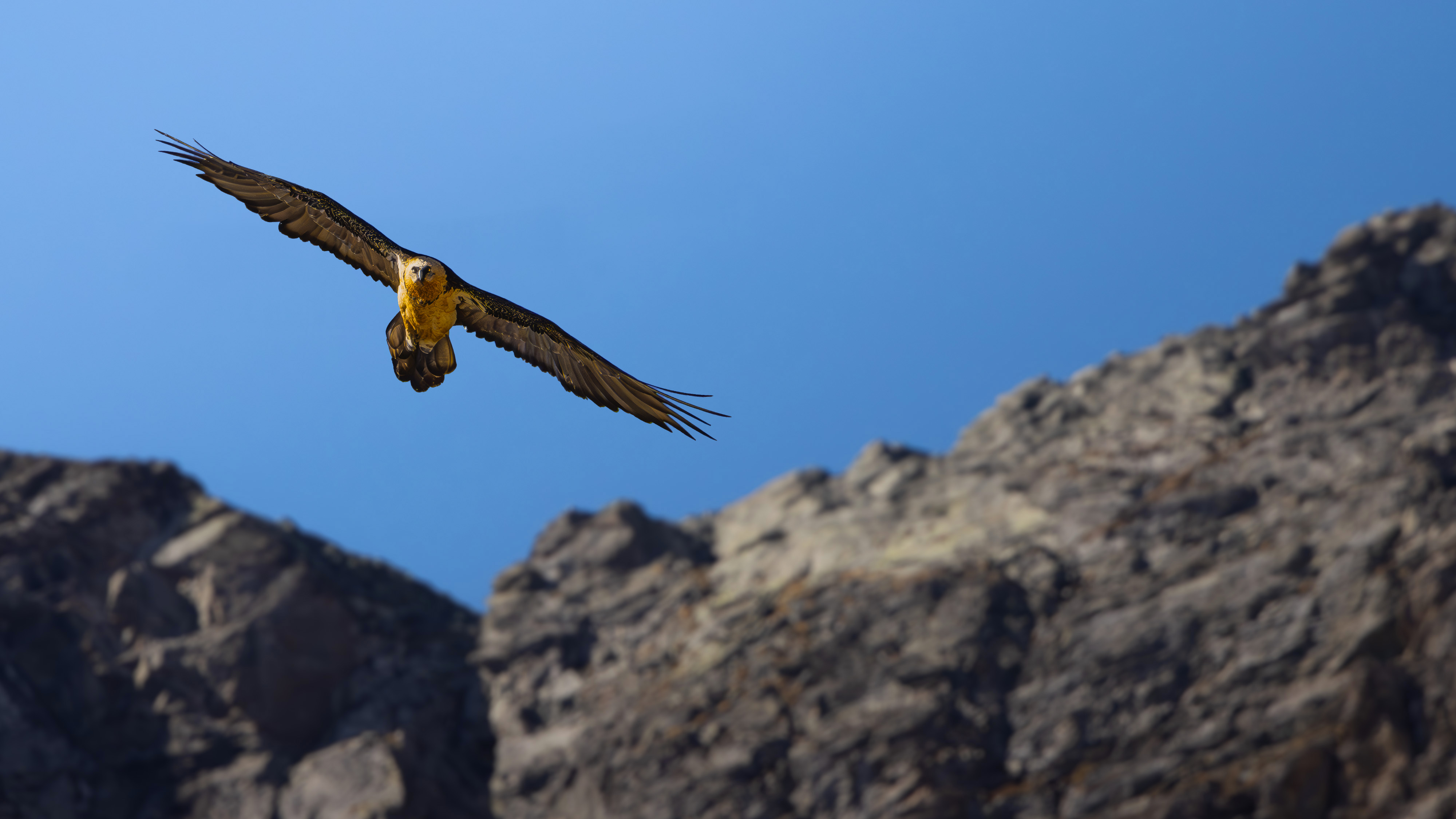 Gipeto adulto in volo frontale