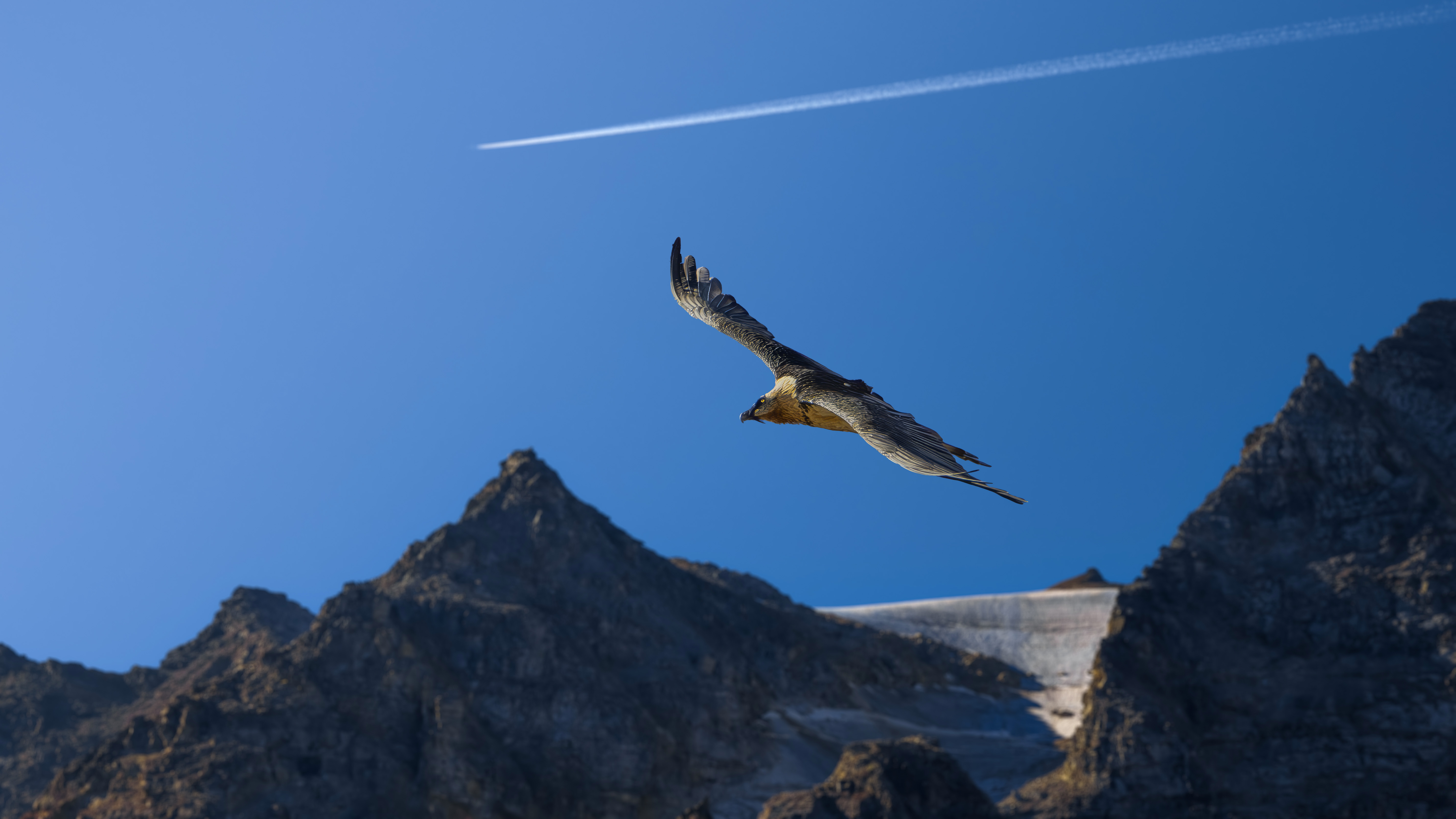 Gipeto adulto in volo laterale