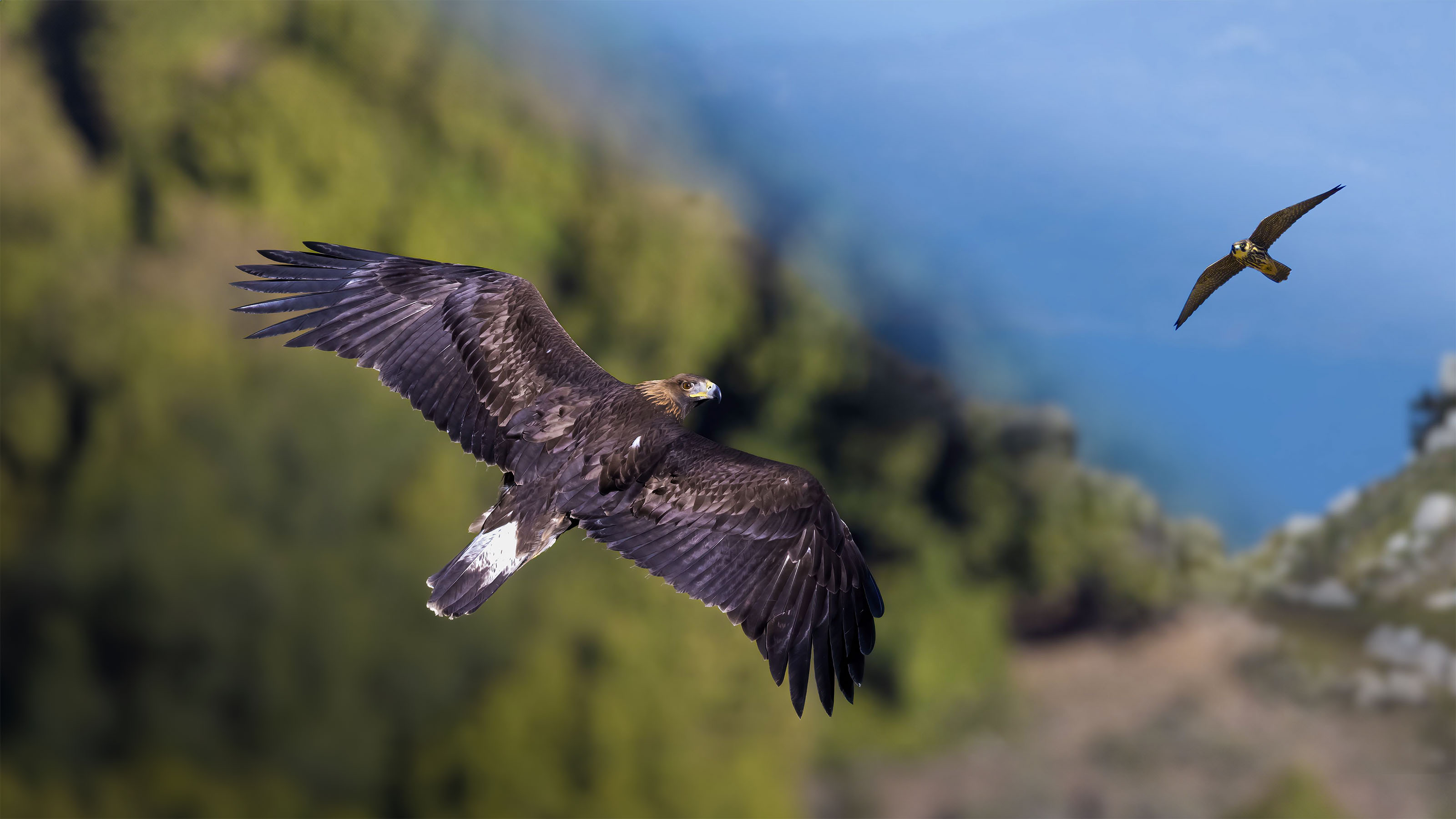 Fotografare l'aquila reale e altri rapaci