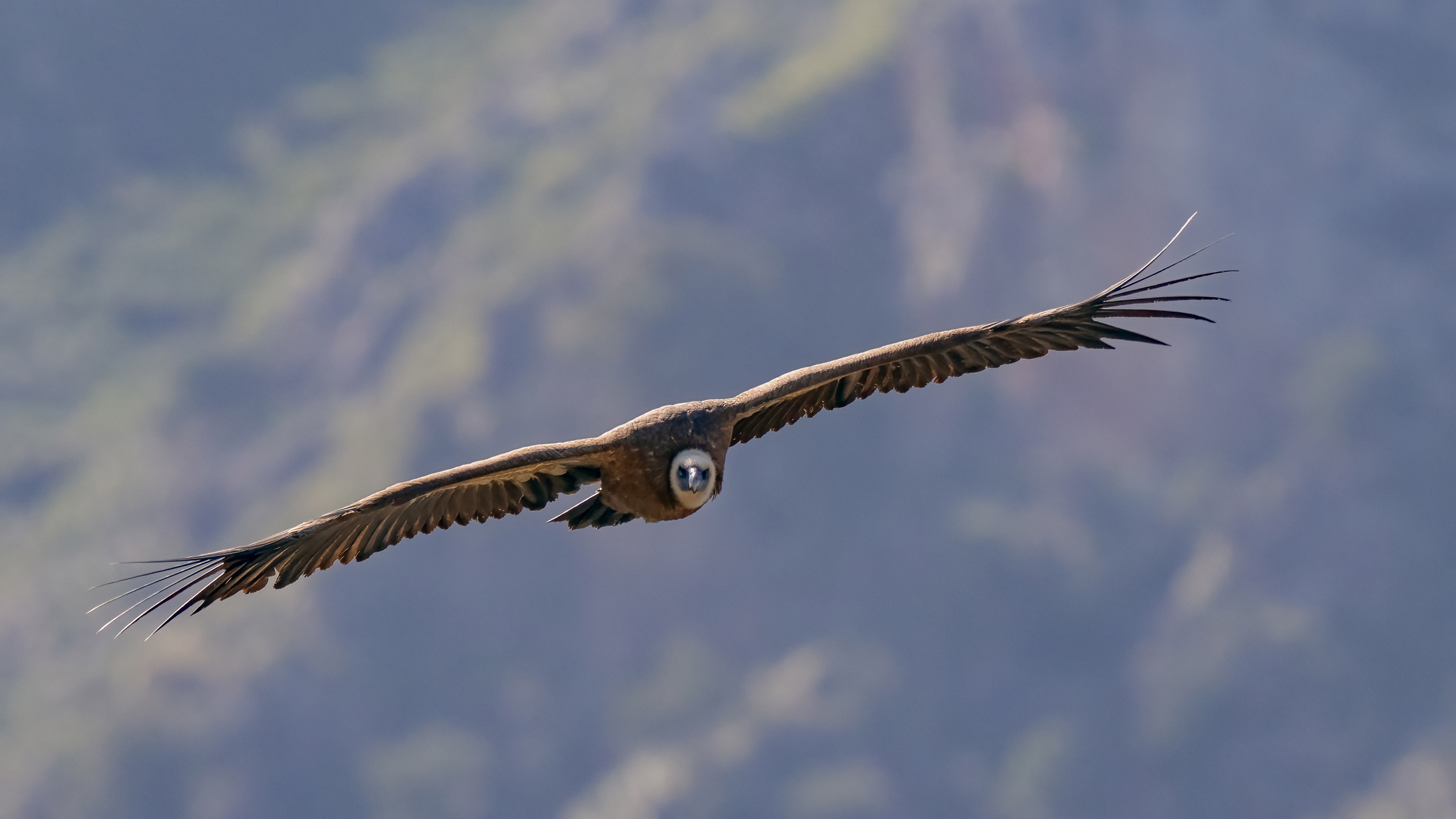 Grifone eurasiatico (Gyps fulvus) in volo