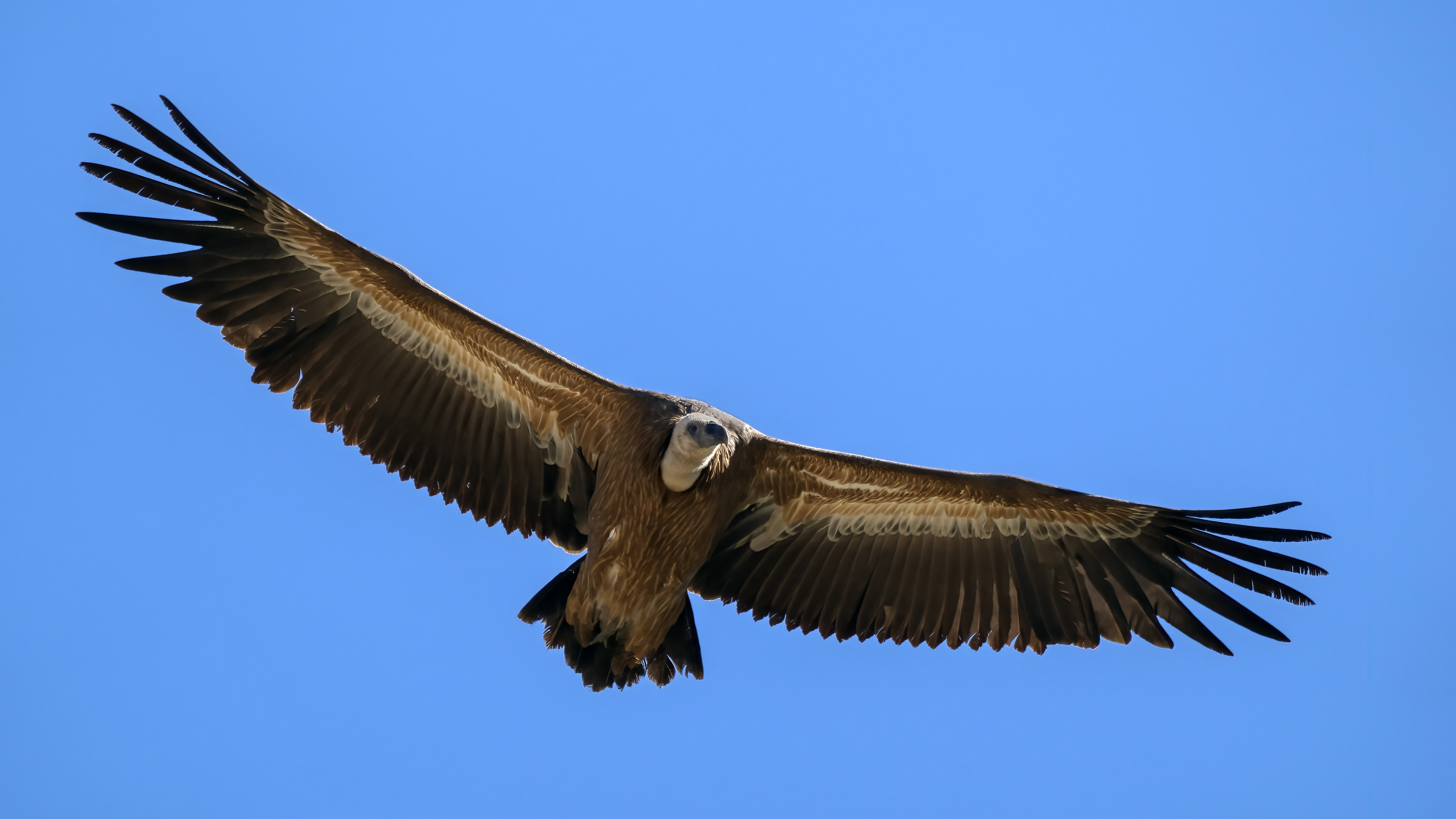 Grifone eurasiatico (Gyps fulvus) in volo