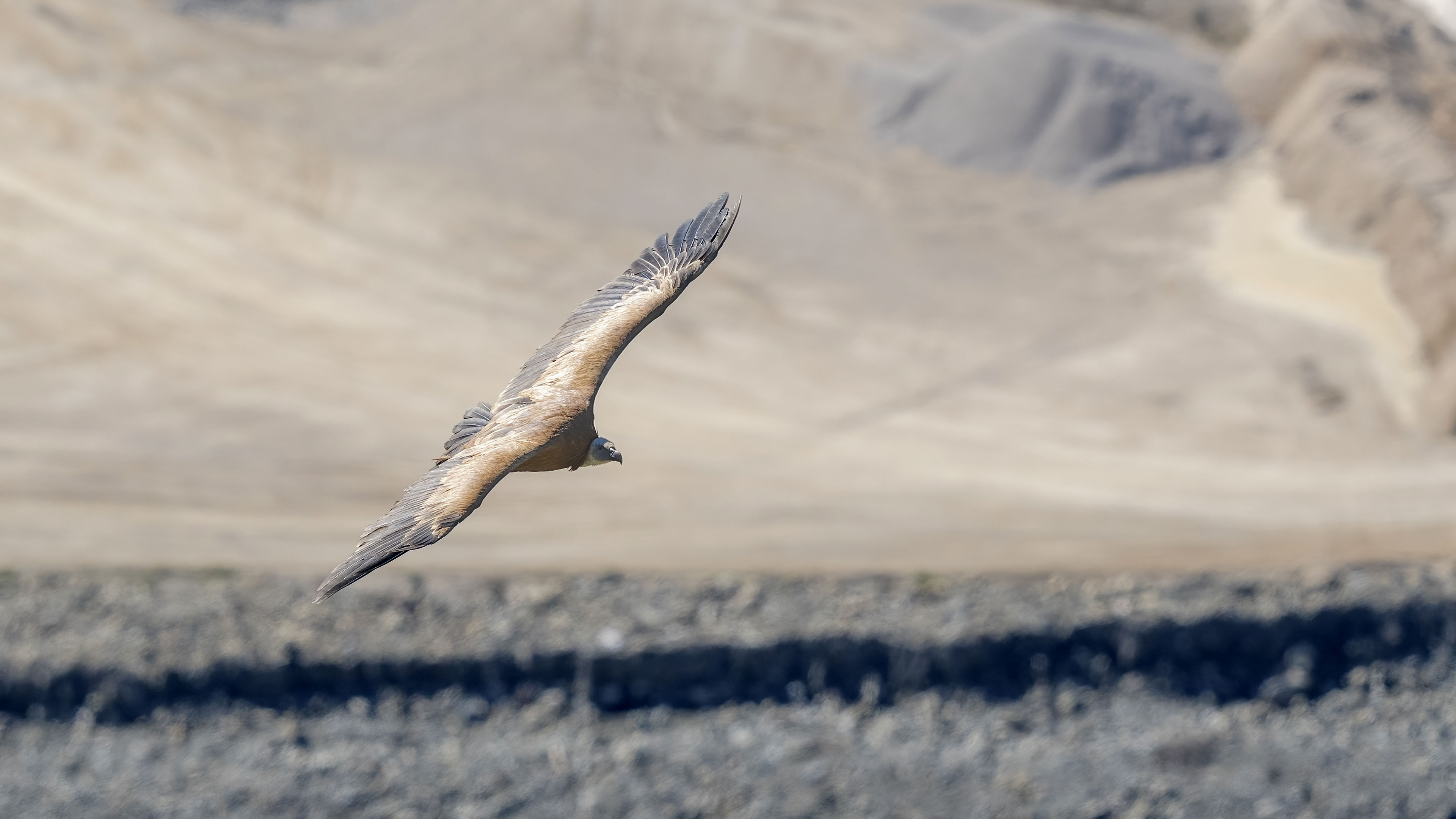 Grifone eurasiatico (Gyps fulvus) in volo