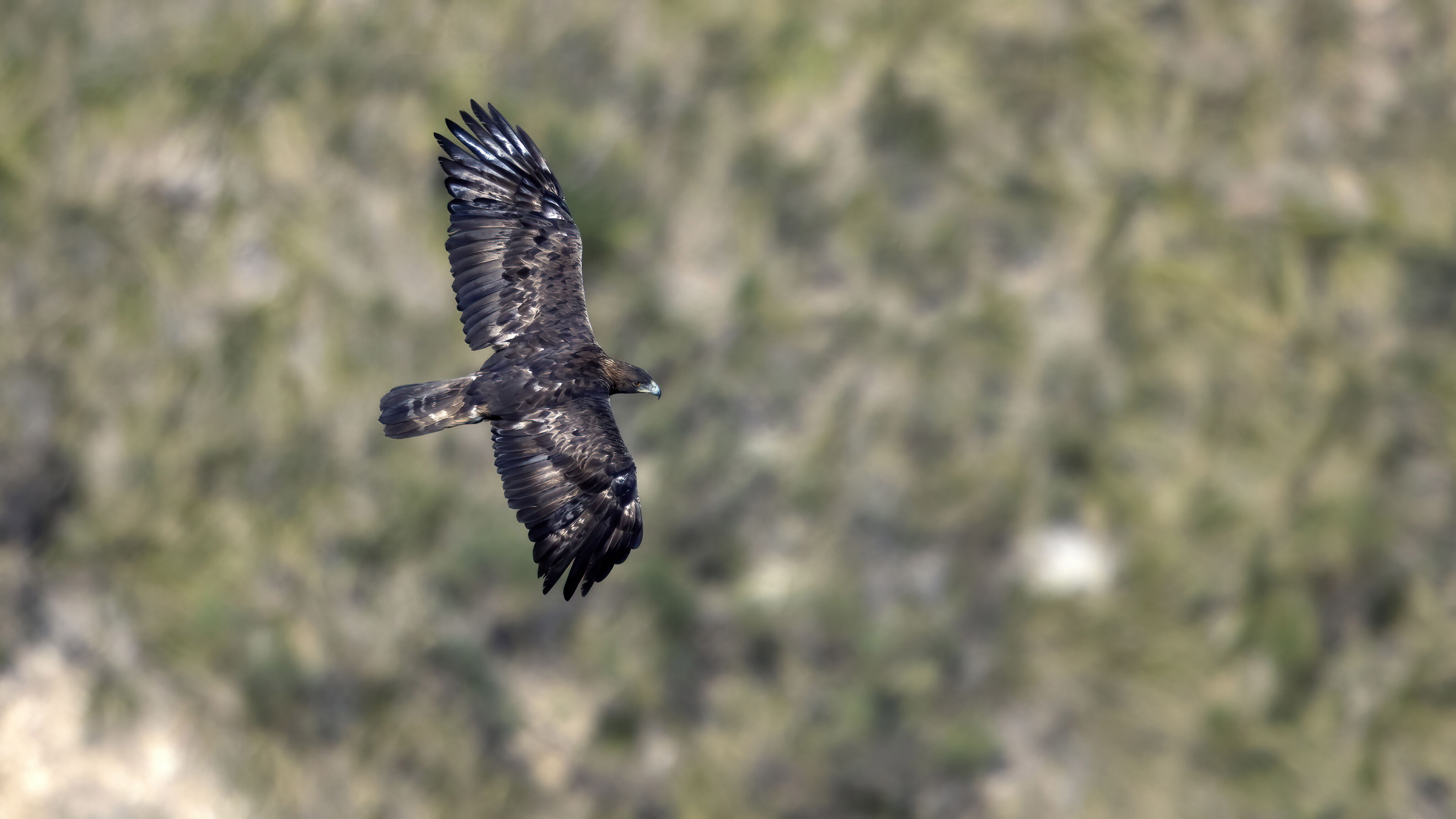 Aquila reale femmina