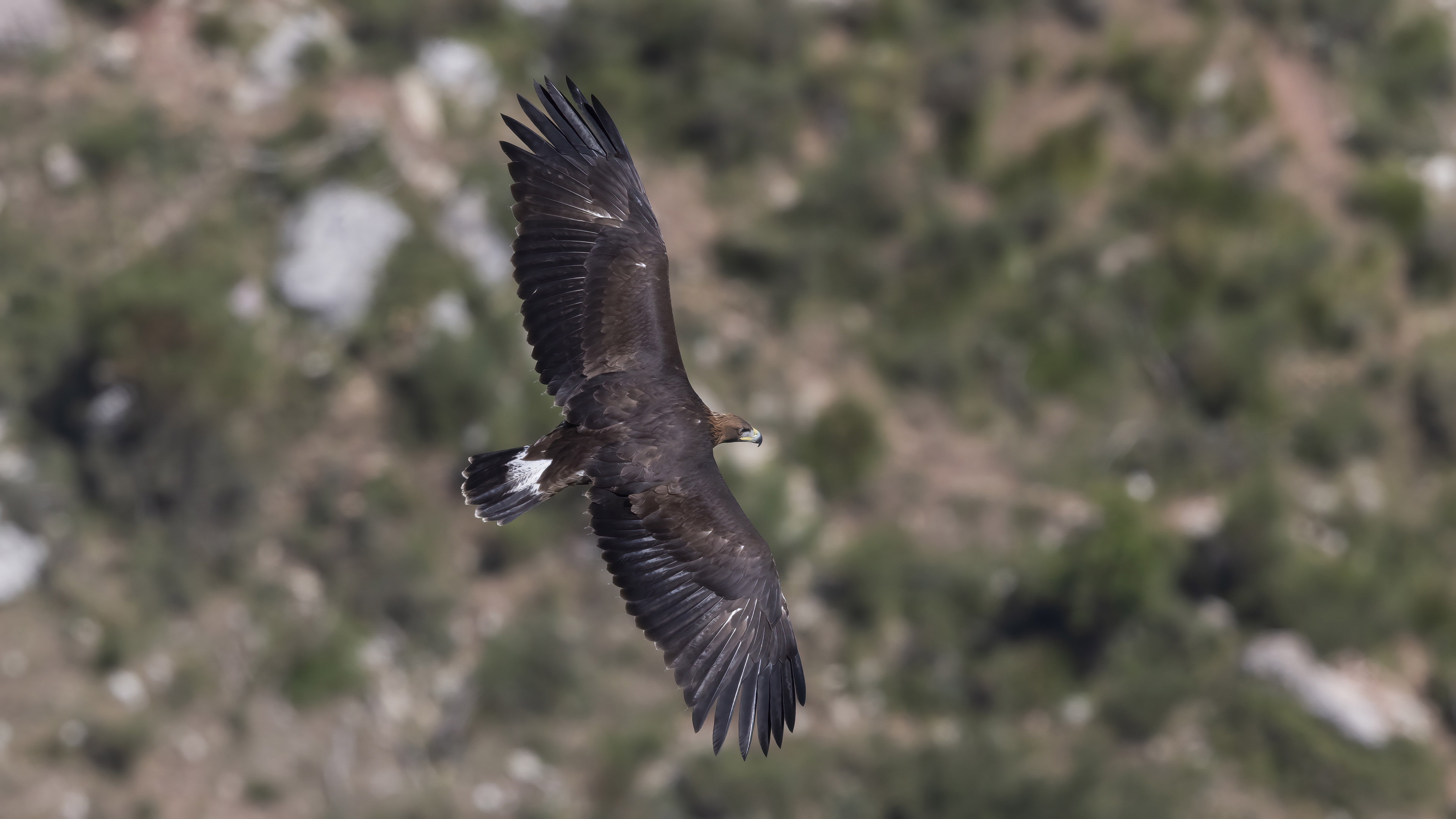 Aquila reale giovane