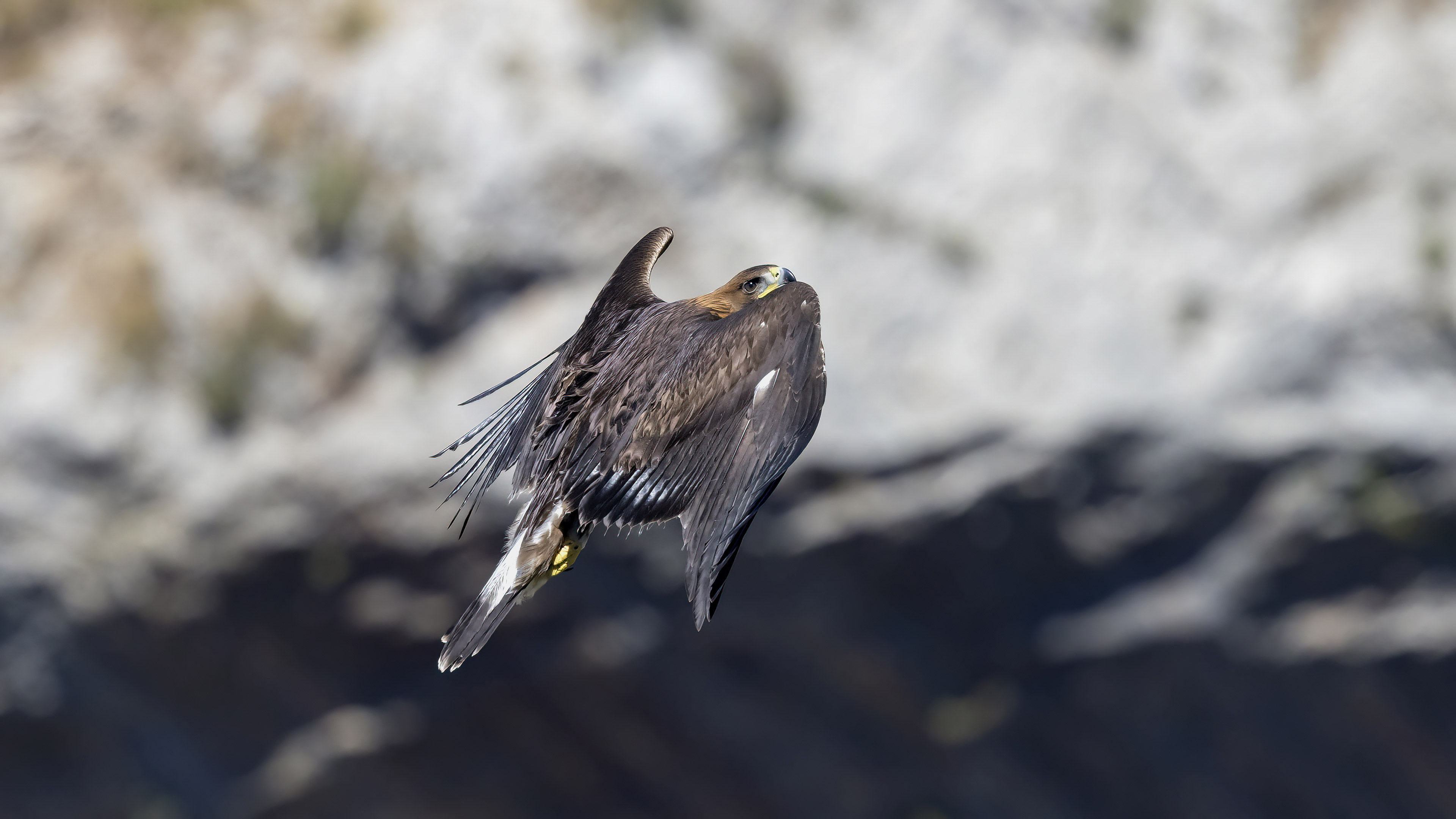 Aquila reale giovane 7