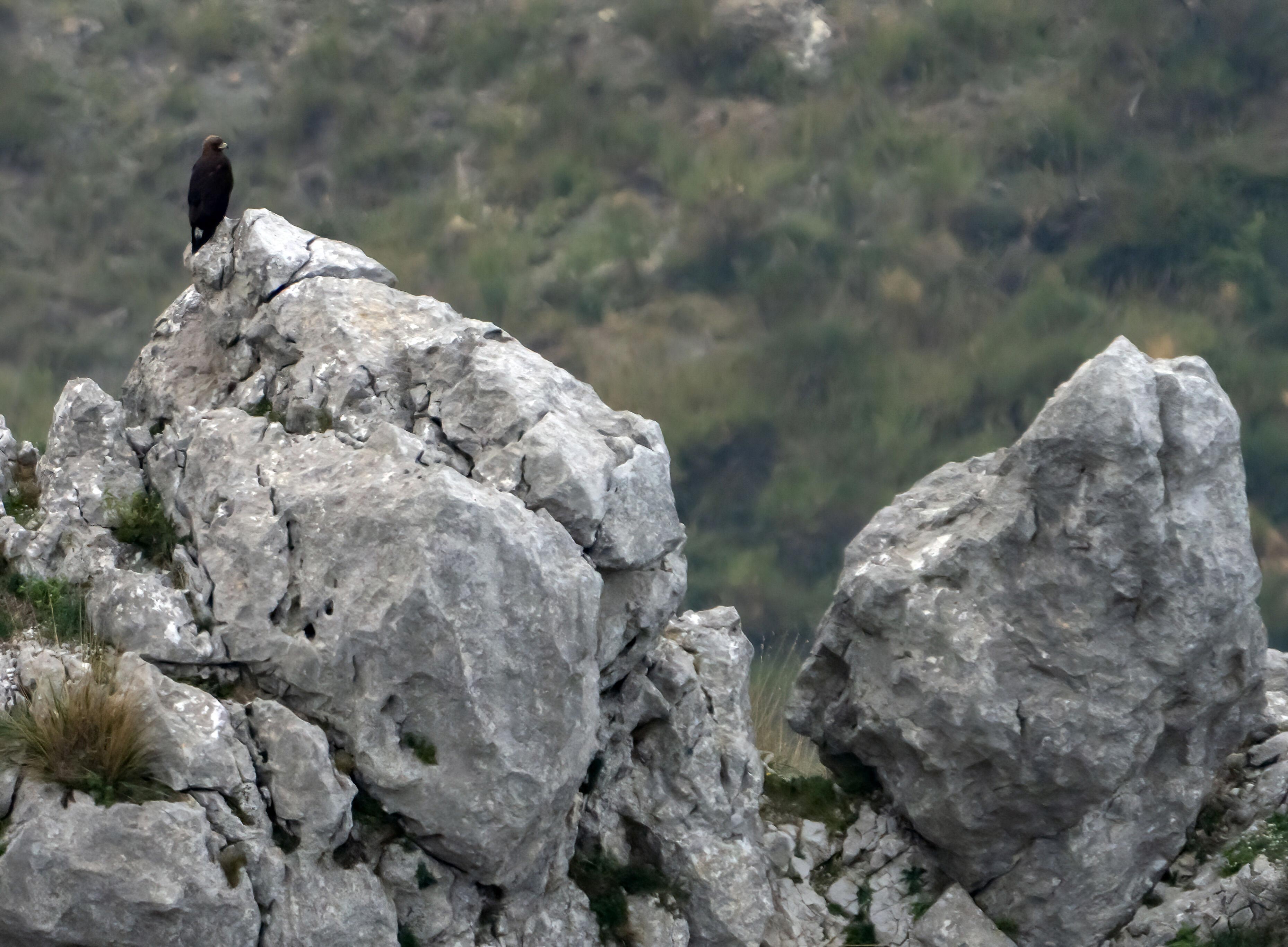 Aquila reale, giovane su roccia 9