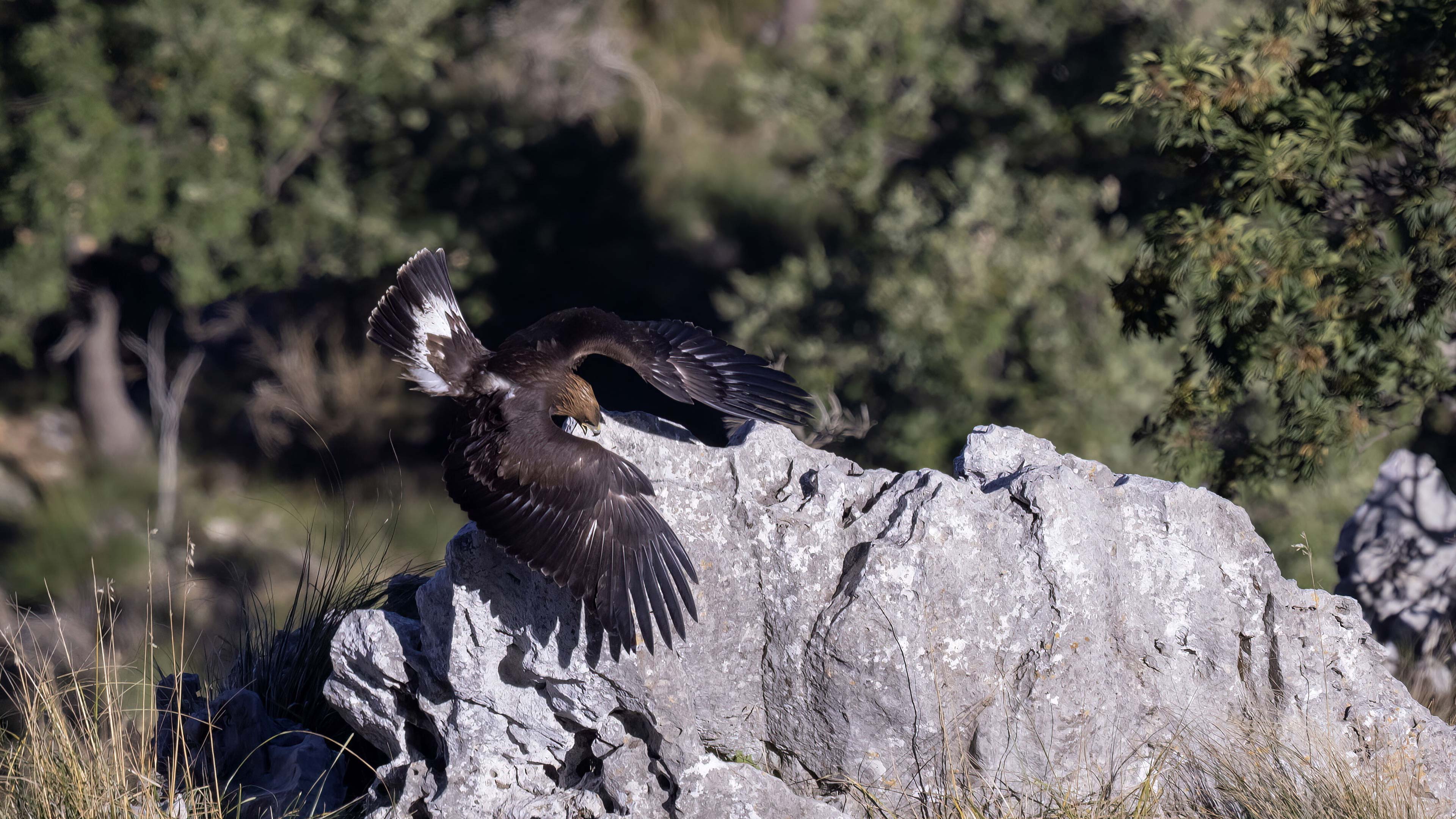 10 Aquila reale, giovane su roccia 