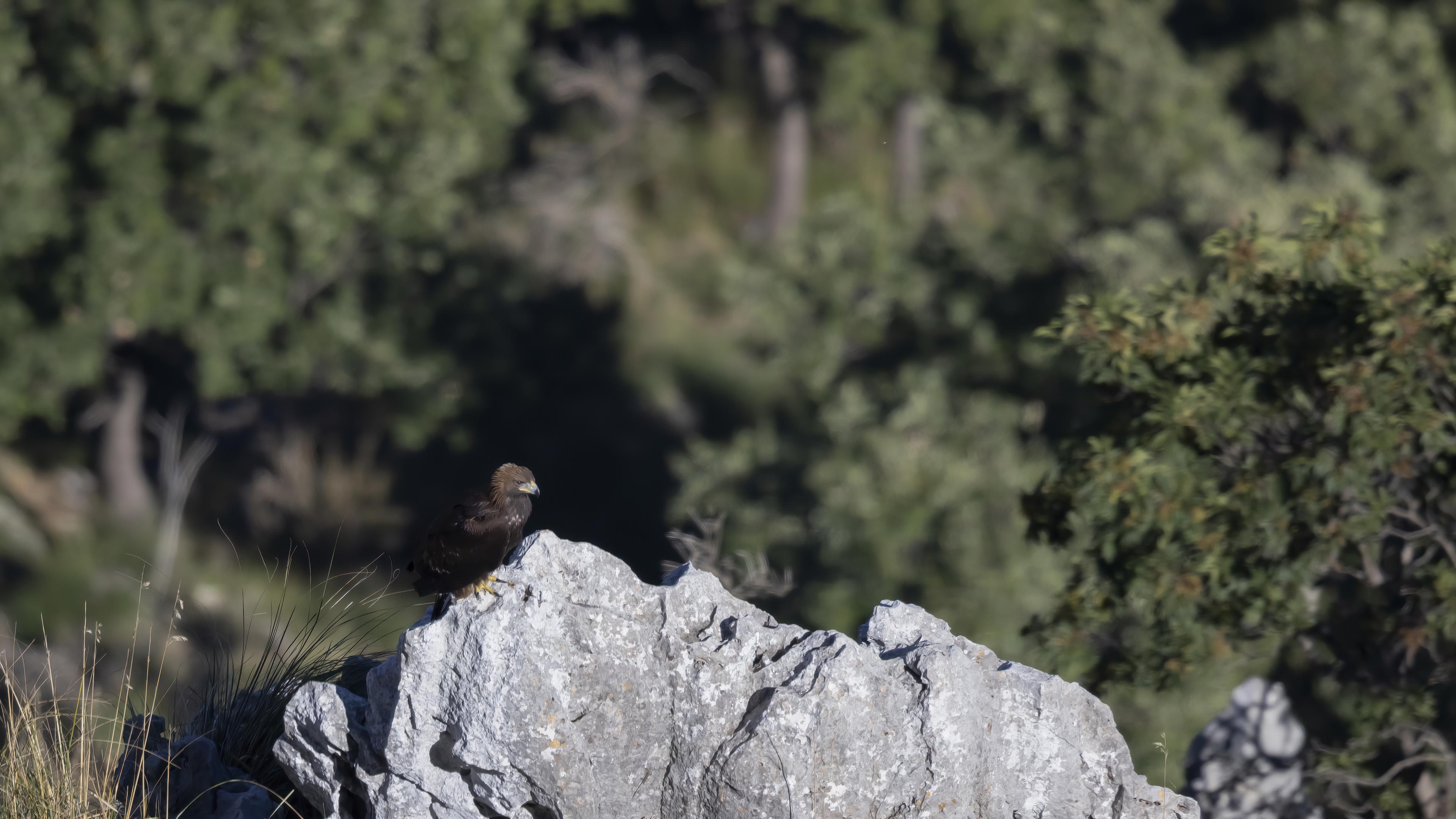 11 Giovane aquila reale su roccia