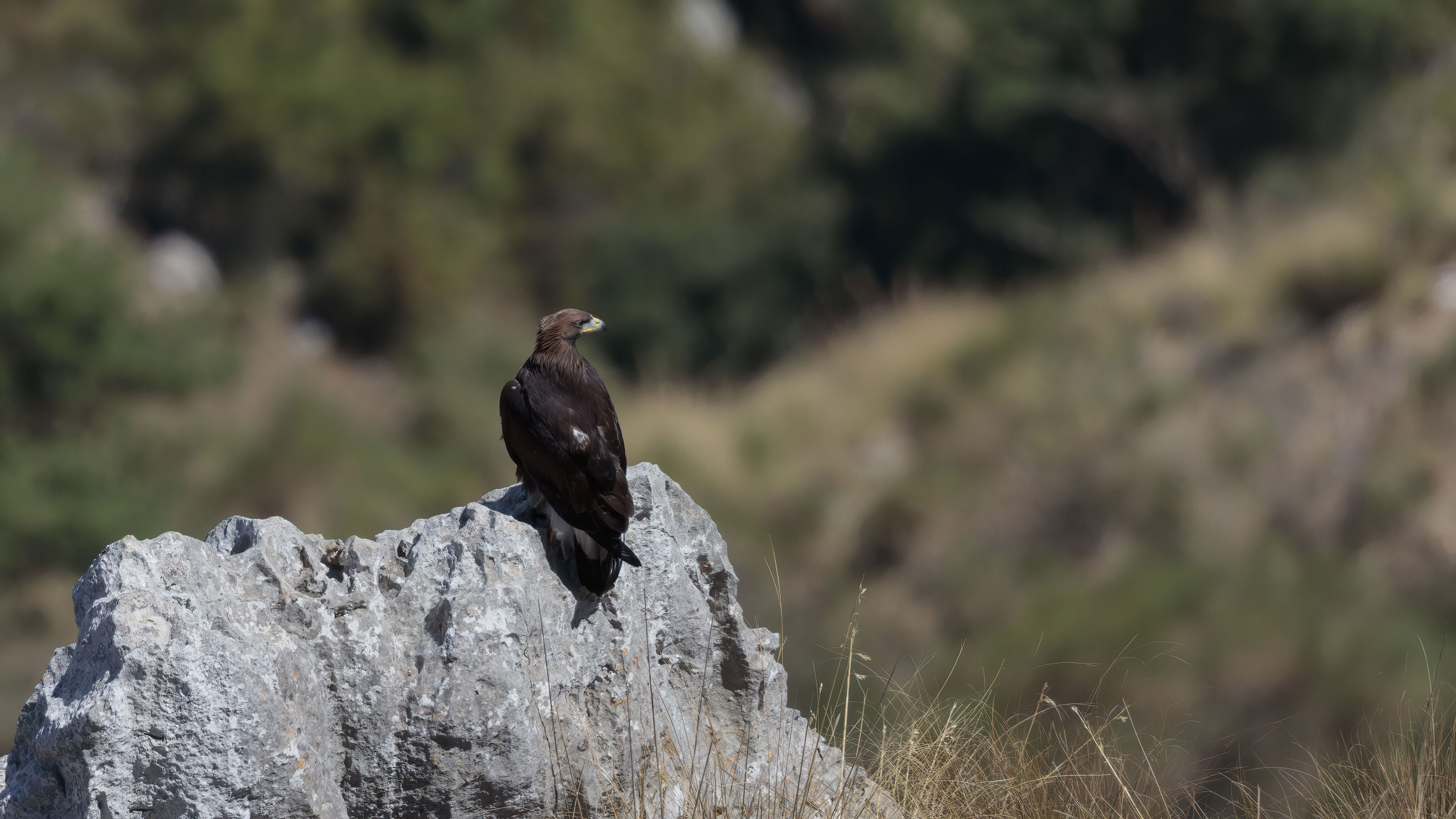 12 Aquila reale, giovane su posatoio