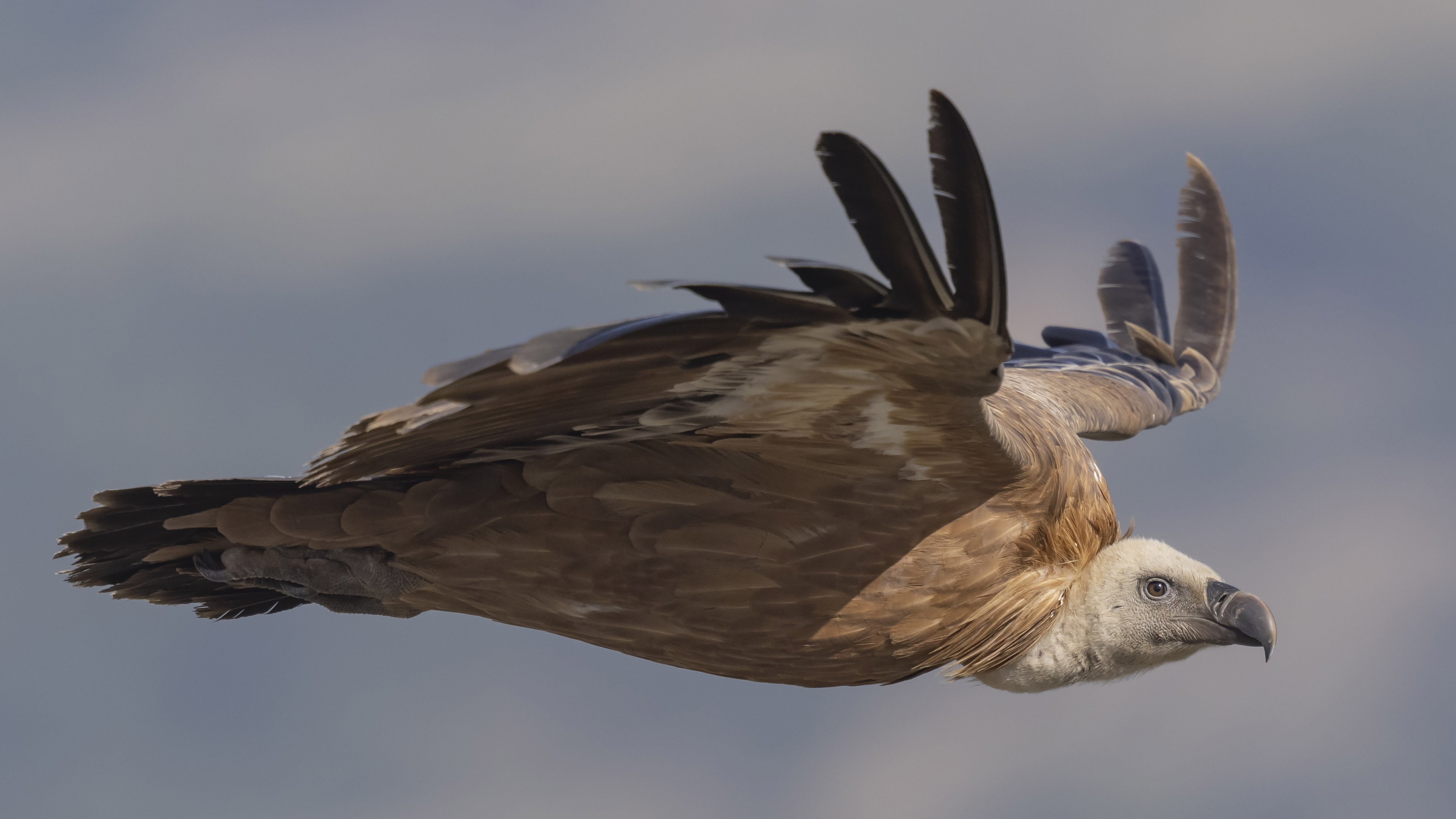 Grifone eurasiatico (Gyps fulvus)