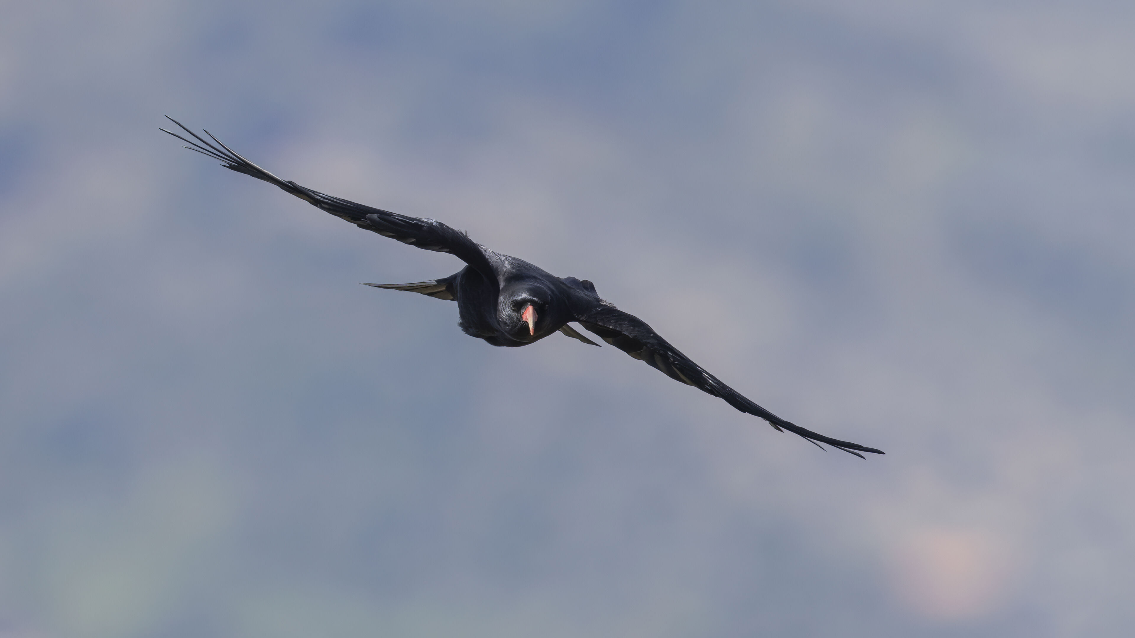 35 Gracchio corallino (Pyrrhocorax pyrrhocorax)