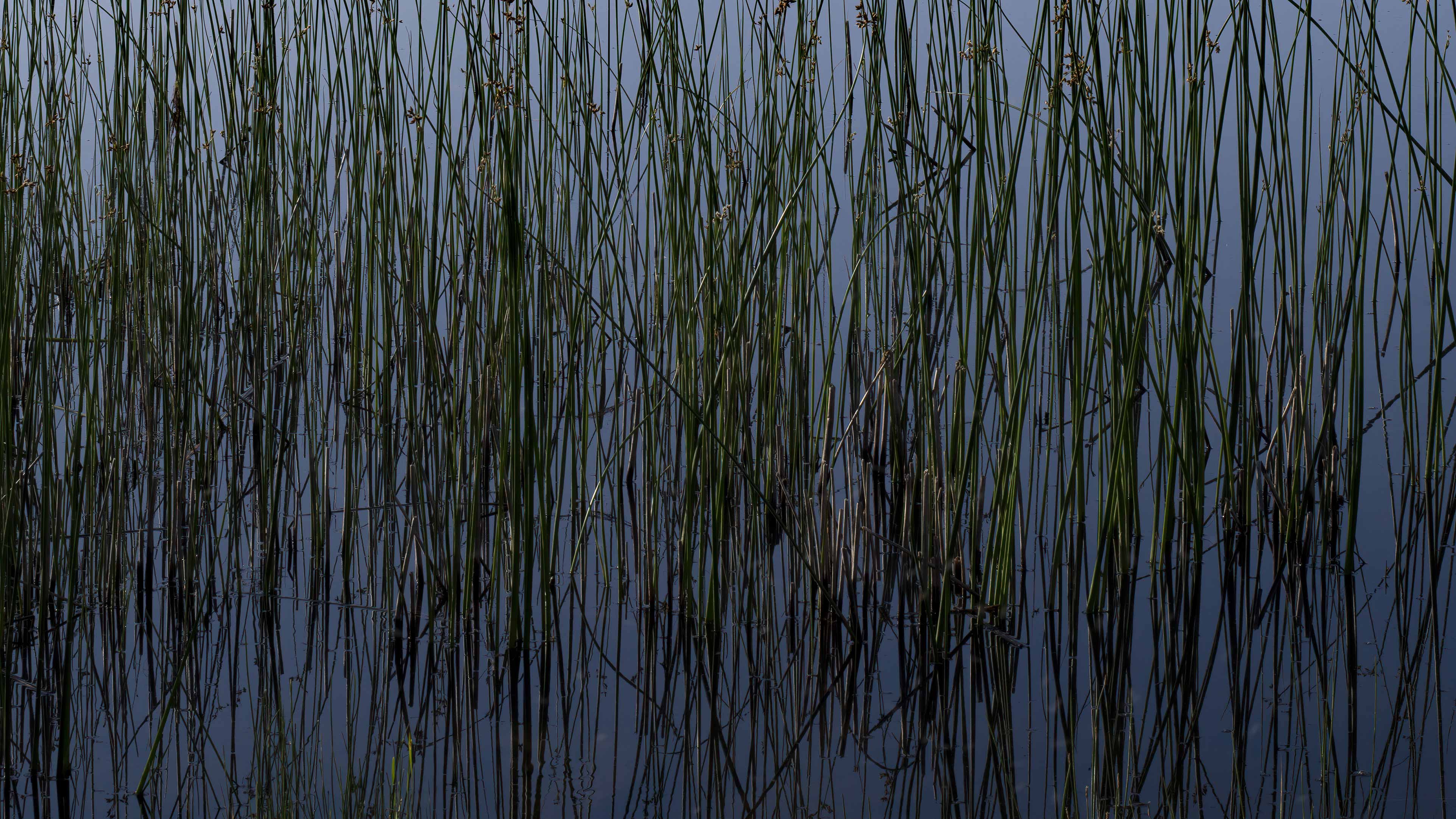 4 Piante acquatiche