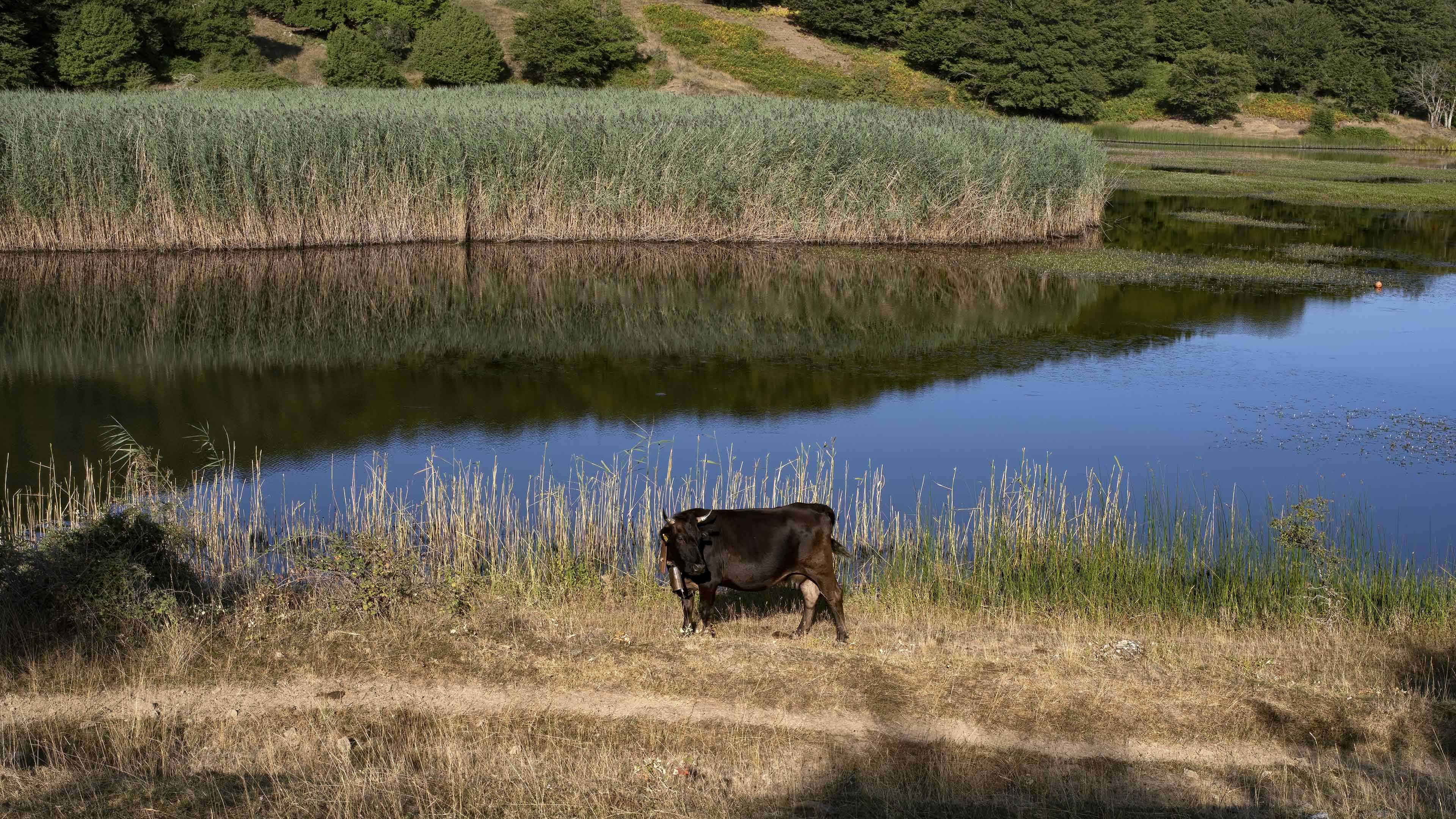 Lago montano 6