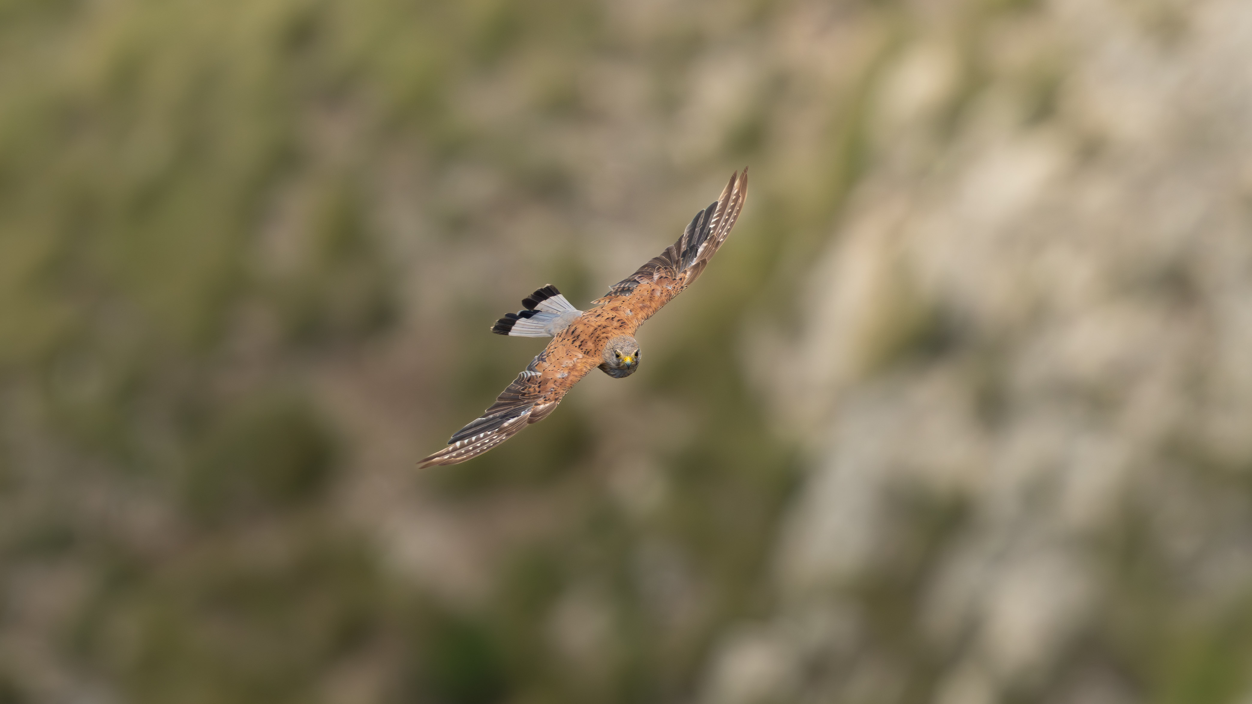 Gheppio in volo laterale