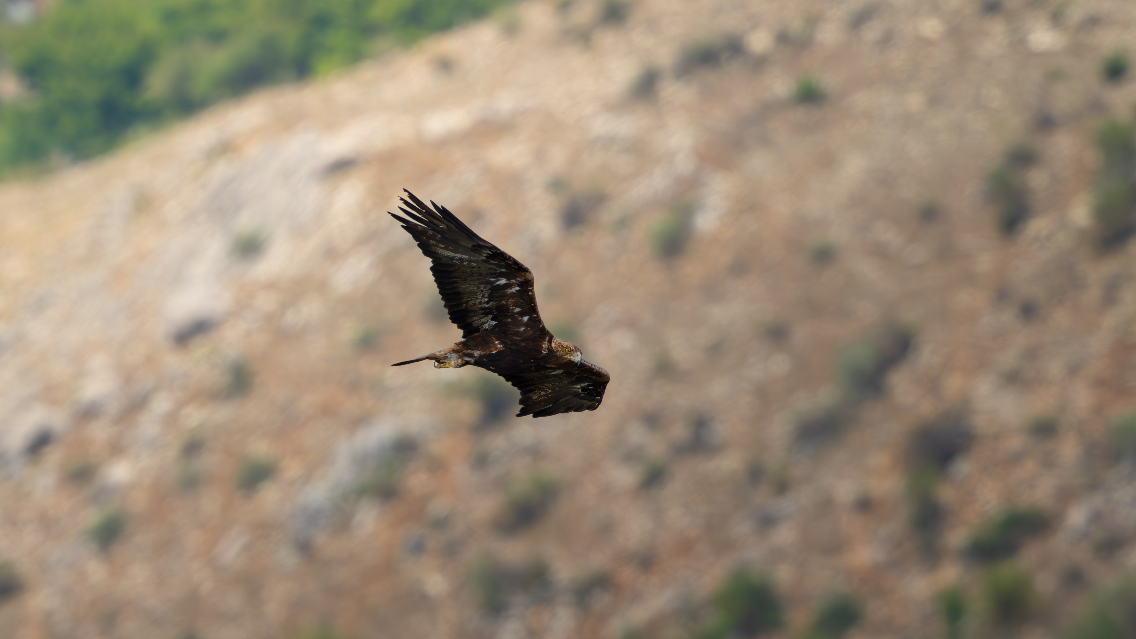 Aquila reale, adulto