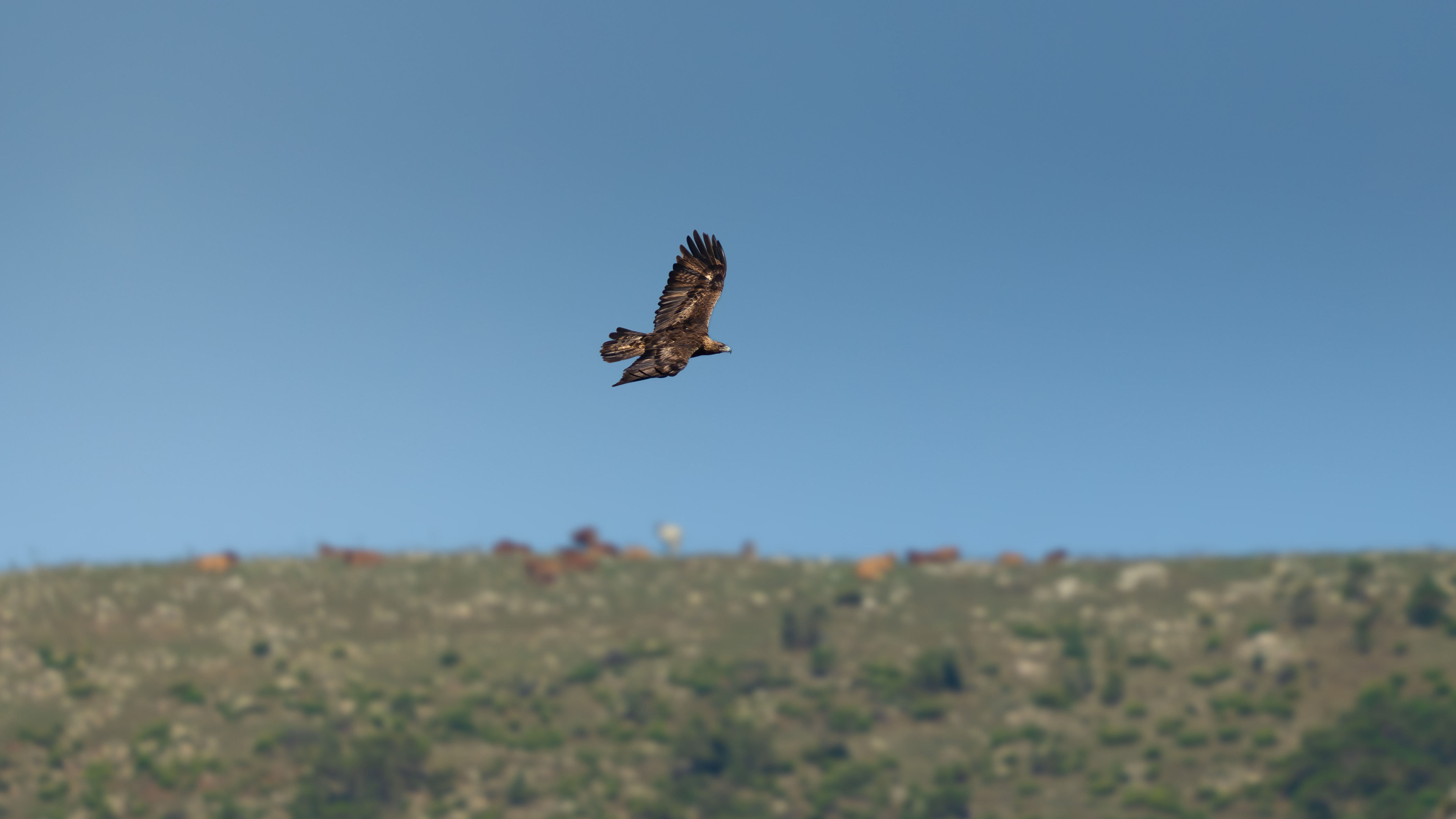 Aquila reale sul profilo della montagna