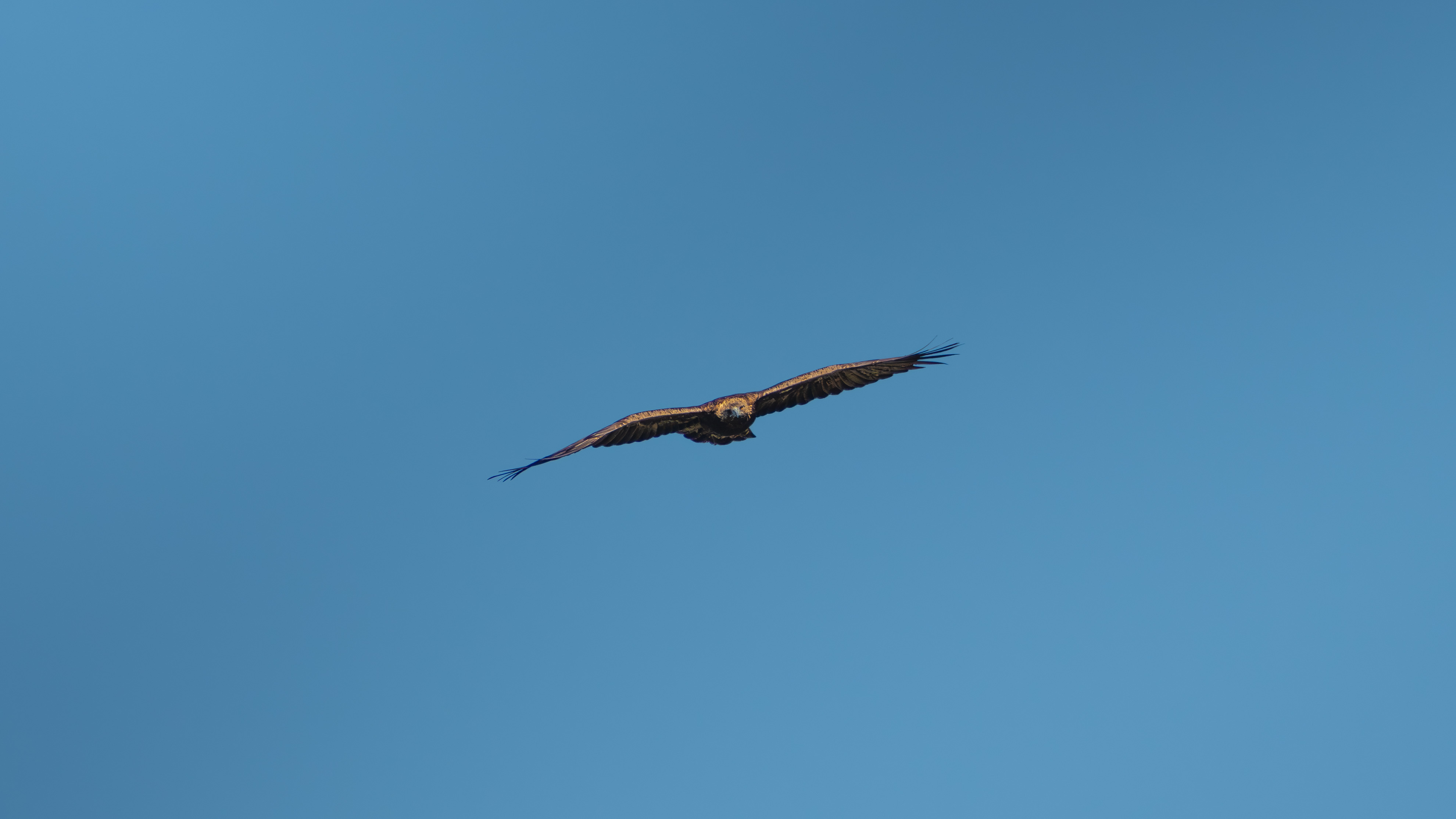 Aquila reale in volo 