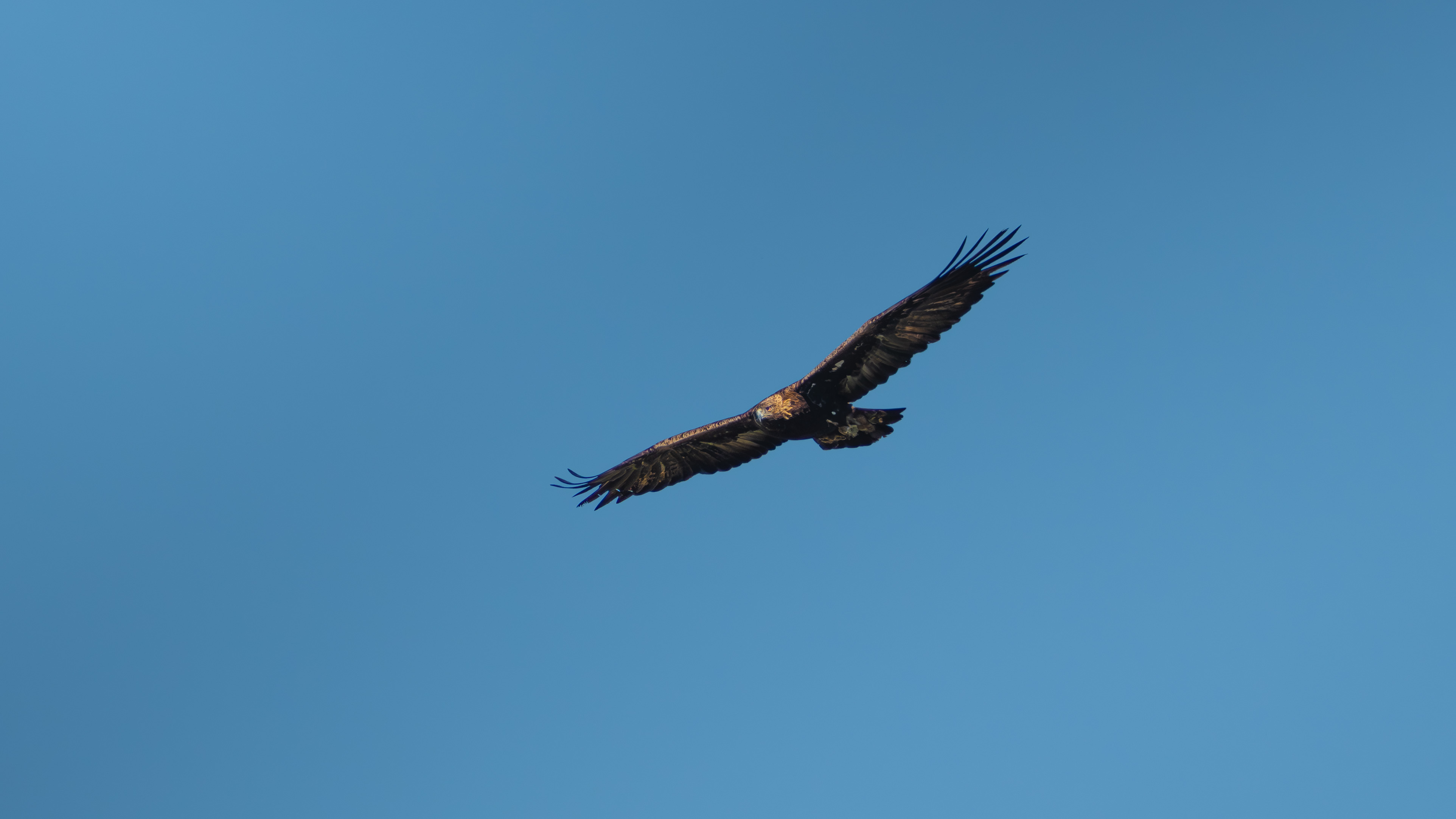 Aquila reale in volo laterale